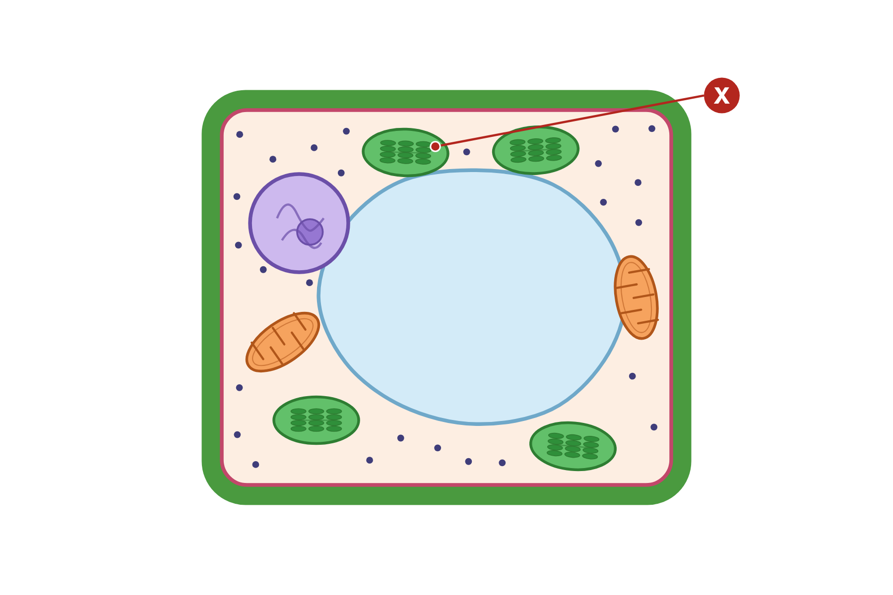 A plant cell with a pointer marked X to a chloroplast.