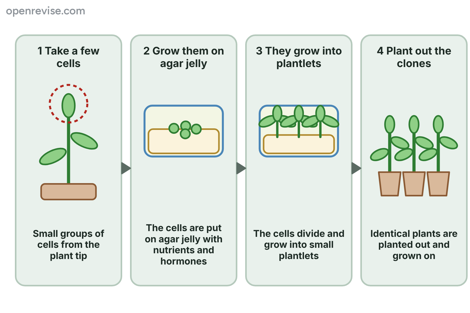 Four steps in tissue culture, from taking cells from a plant tip to planting out identical new plants.