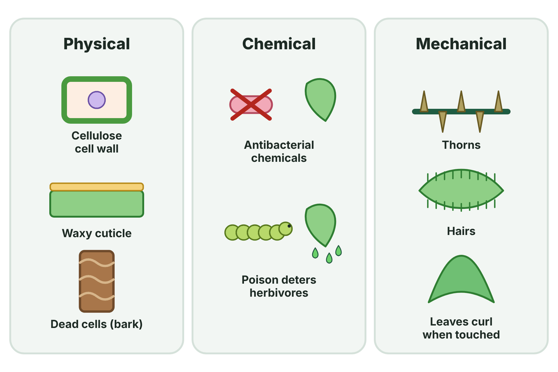 Three panels showing physical, chemical and mechanical defences of plants.