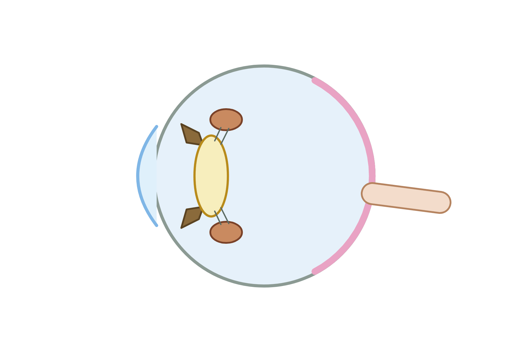 The eye in cross-section with no labels.