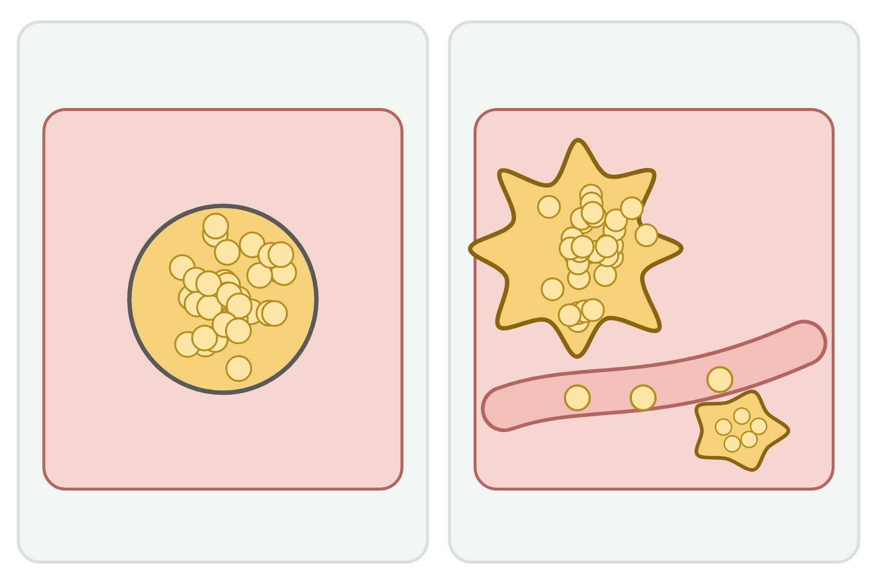 A benign and a malignant tumour with no labels.