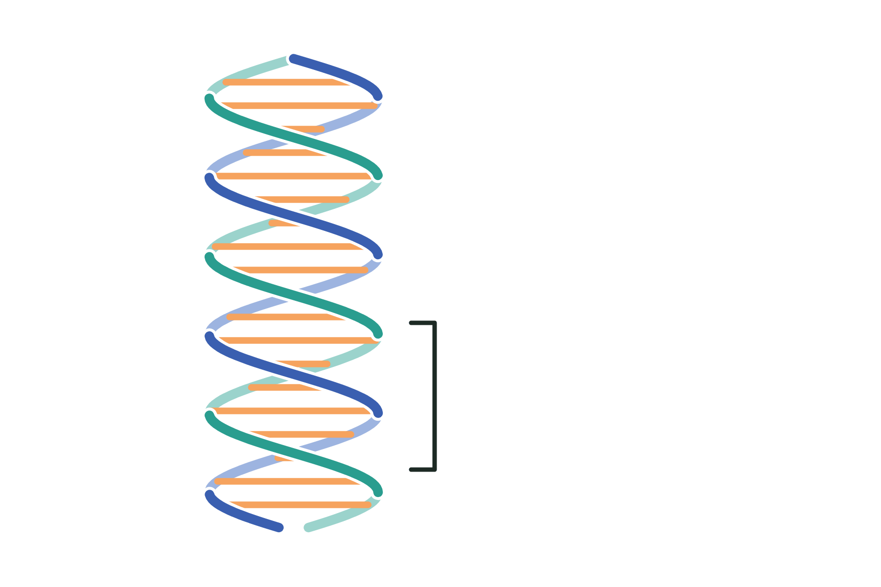 A DNA double helix with a bracket along part of it and no labels.