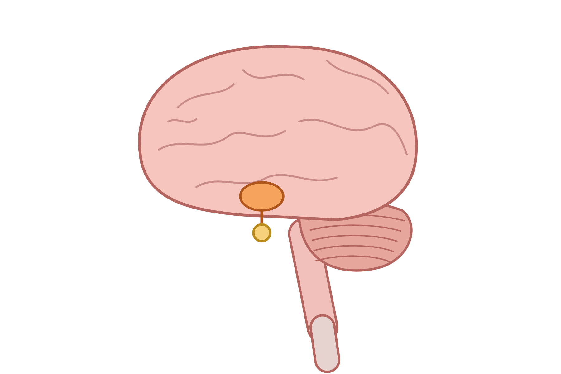 A brain in cross-section with no labels.