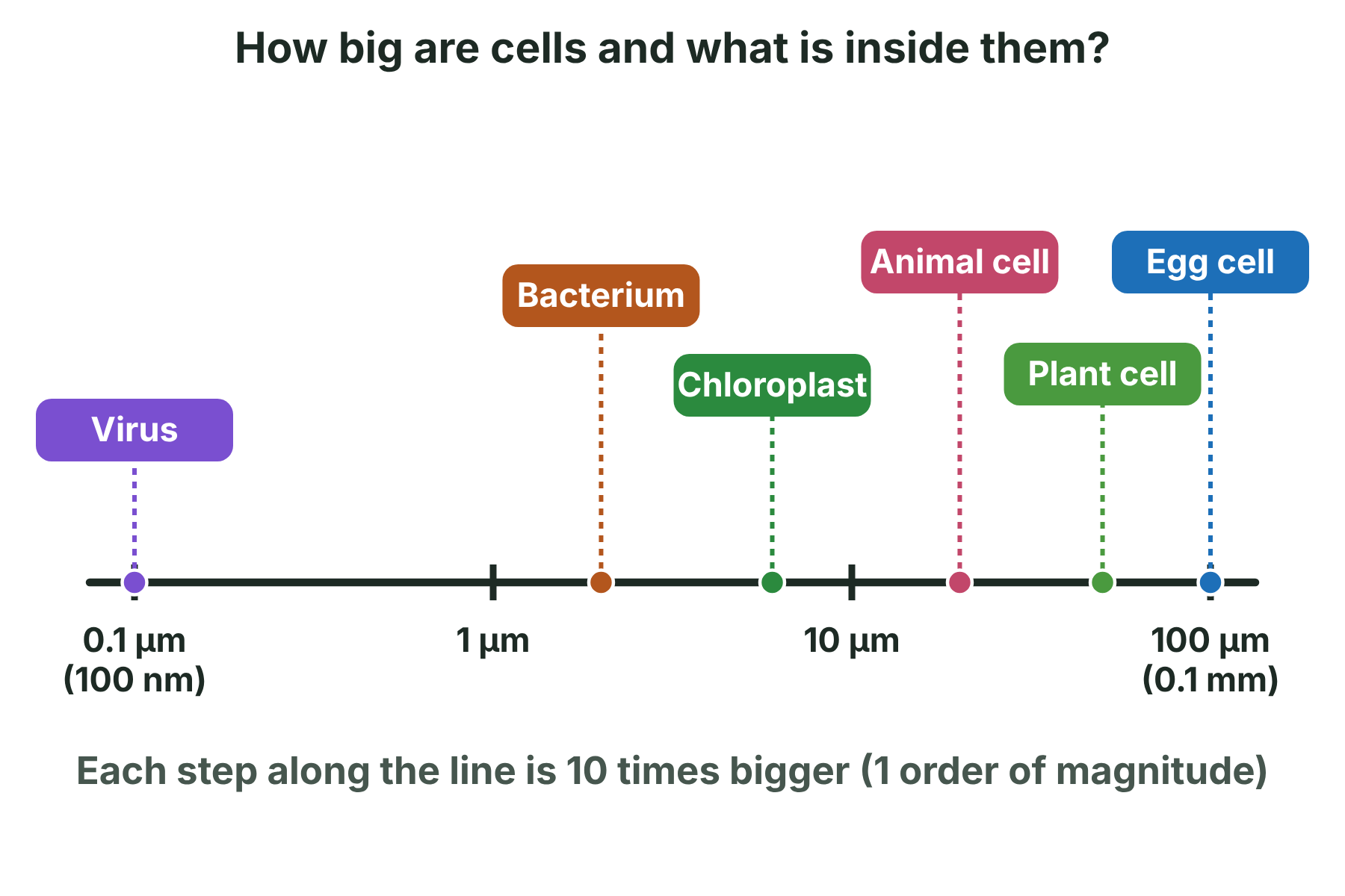 A scale from 0.1 to 100 micrometres showing a virus, a bacterium, a chloroplast, an animal cell, a plant cell and an egg cell in order of size.