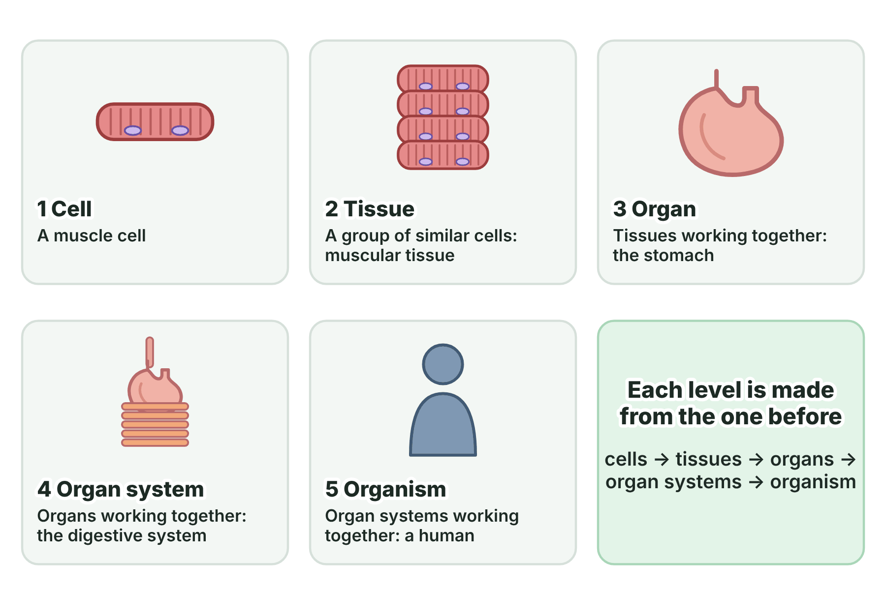 Five levels of organisation from a single muscle cell to a whole human, each in its own panel, with a summary box.