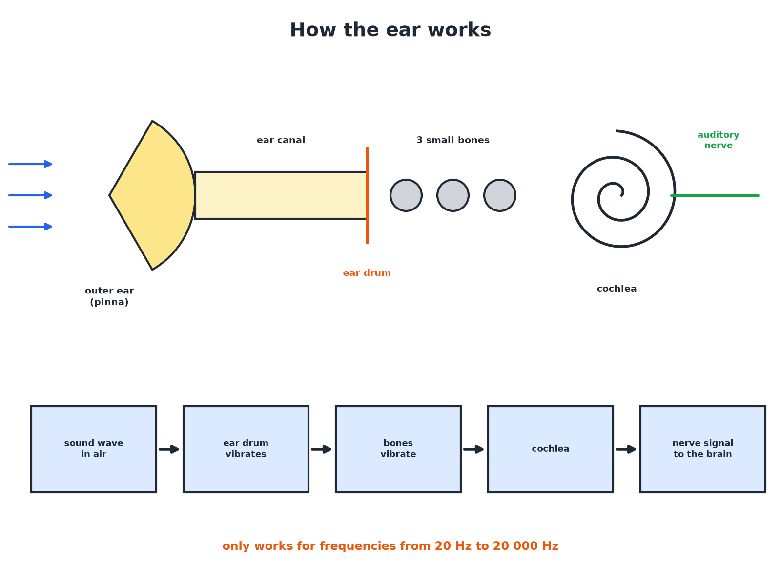 The parts of the ear and the chain of vibrations from sound wave to nerve signal.