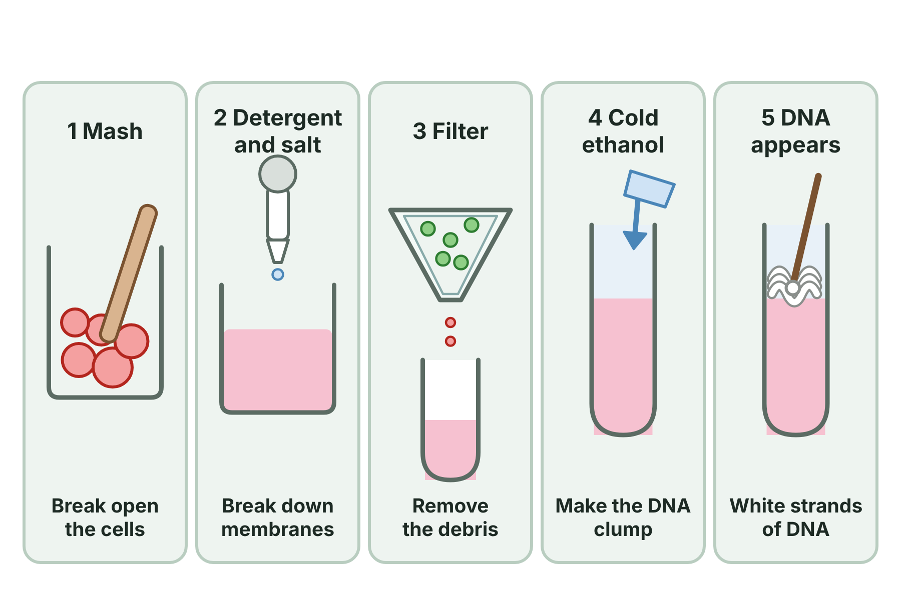 Five steps showing fruit being mashed, mixed with detergent and salt, filtered, covered with cold ethanol, and white strands of DNA appearing.
