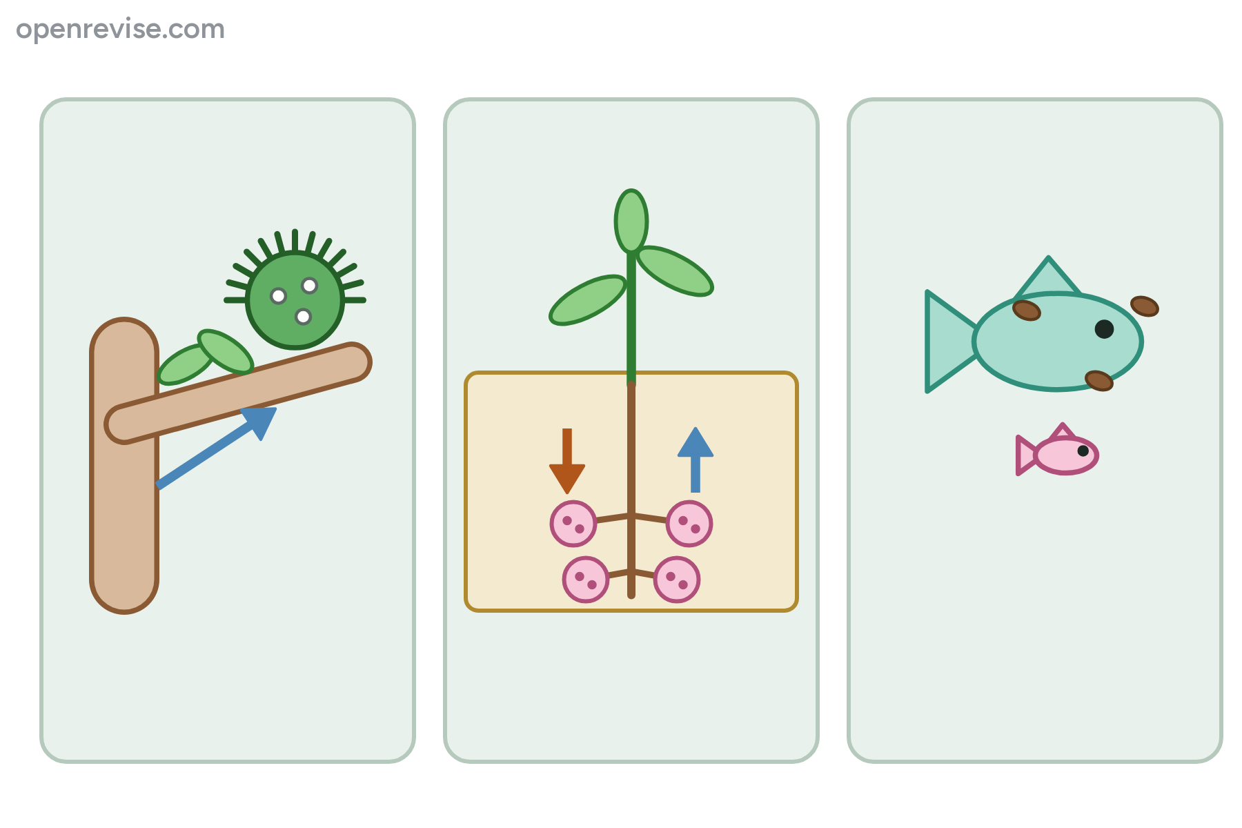 Three unlabelled panels showing mistletoe on a branch, root nodules on a plant, and a cleaner fish with a big fish.