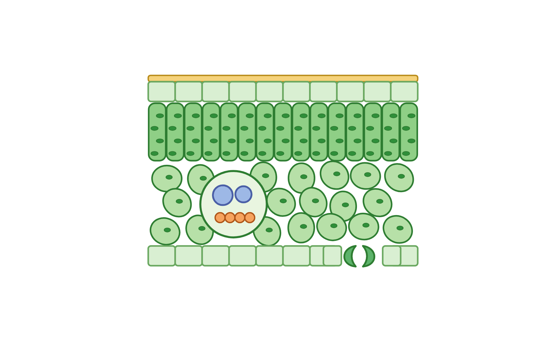 A leaf cross-section with no labels.
