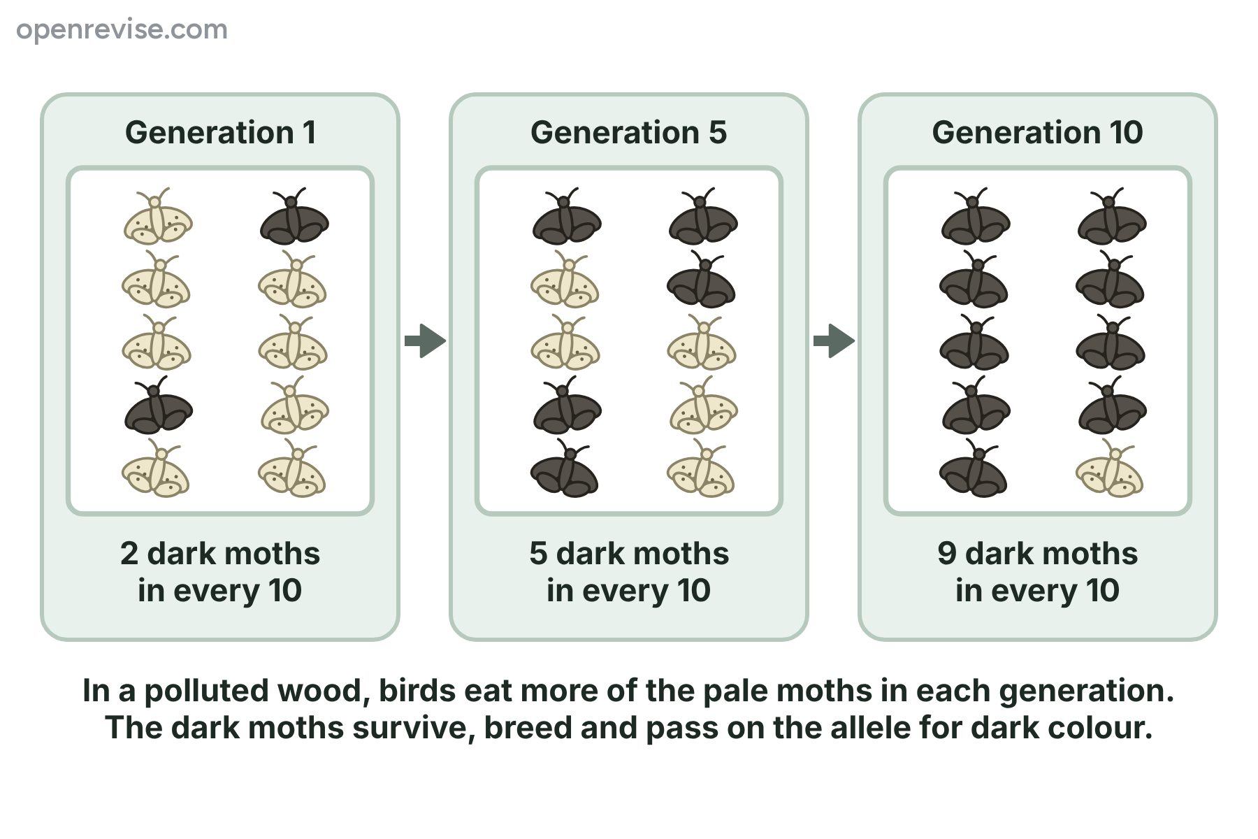 Three generations of moths in a polluted wood, with the number of dark moths rising from 2 to 5 to 9 in every 10.