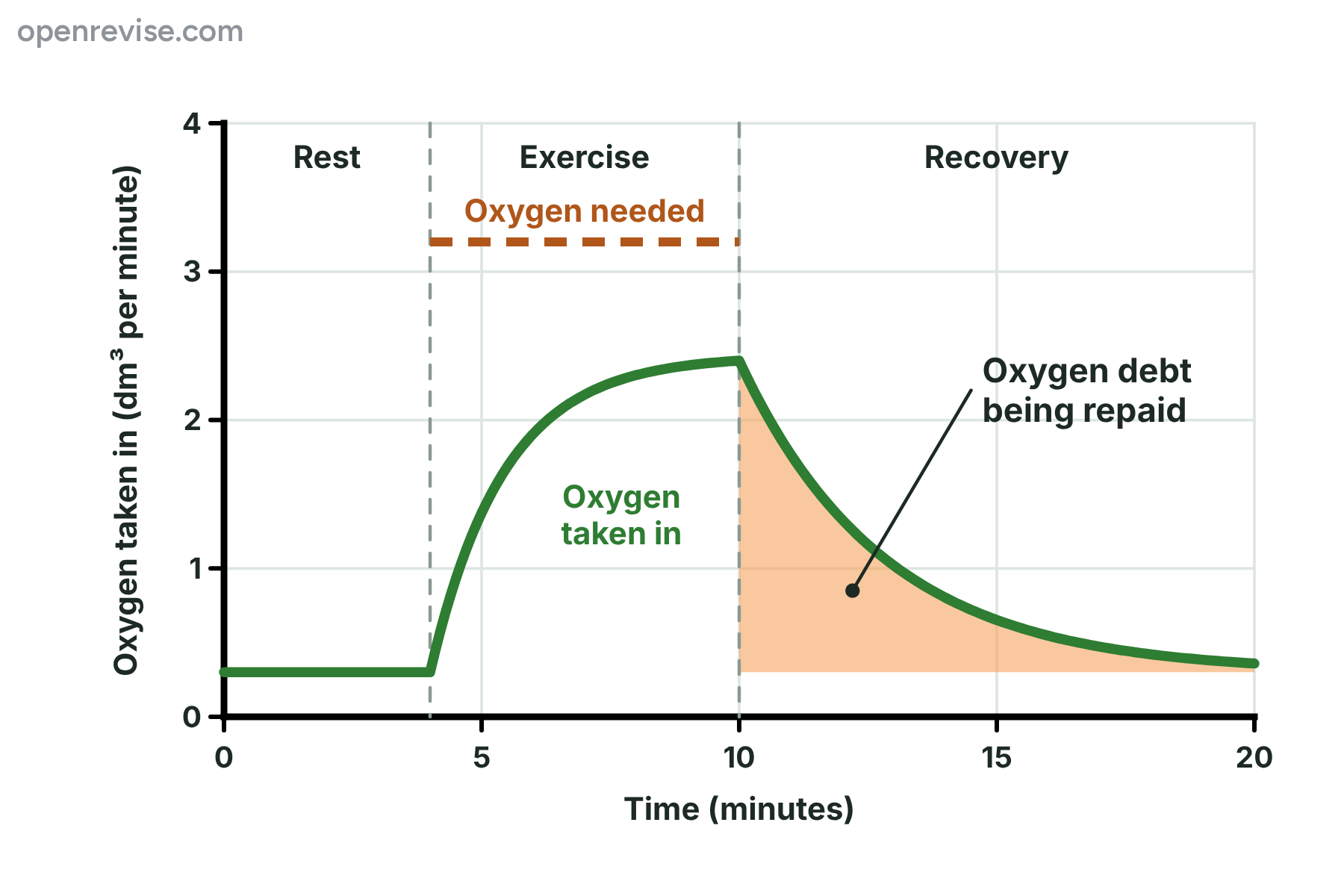 A graph of oxygen uptake that rises during exercise to less than the oxygen needed, then stays above the resting level during recovery as the oxygen debt is repaid.