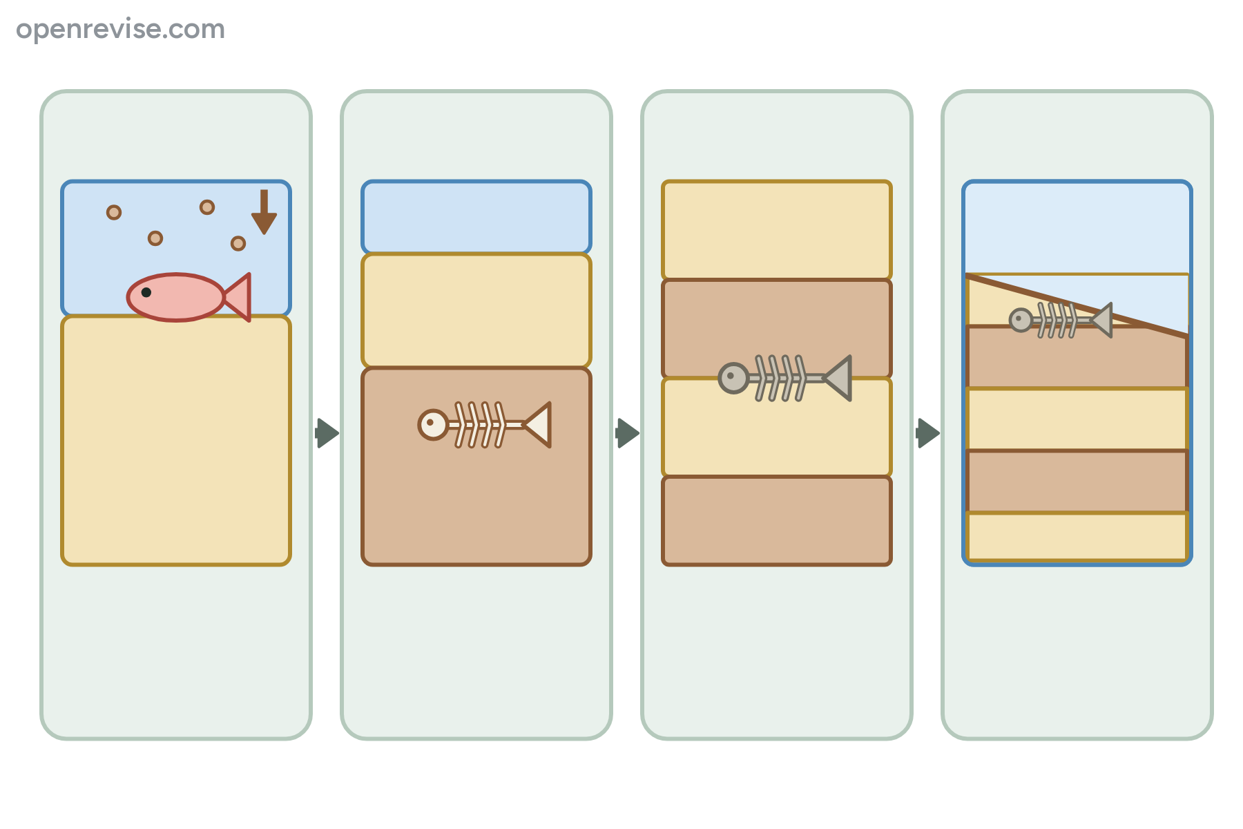 Four stages in the formation of a fossil, with no labels.