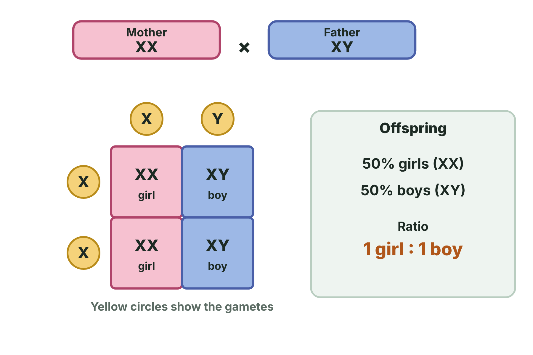 A Punnett square for XX crossed with XY with two XX girls and two XY boys, giving a 1 to 1 ratio.