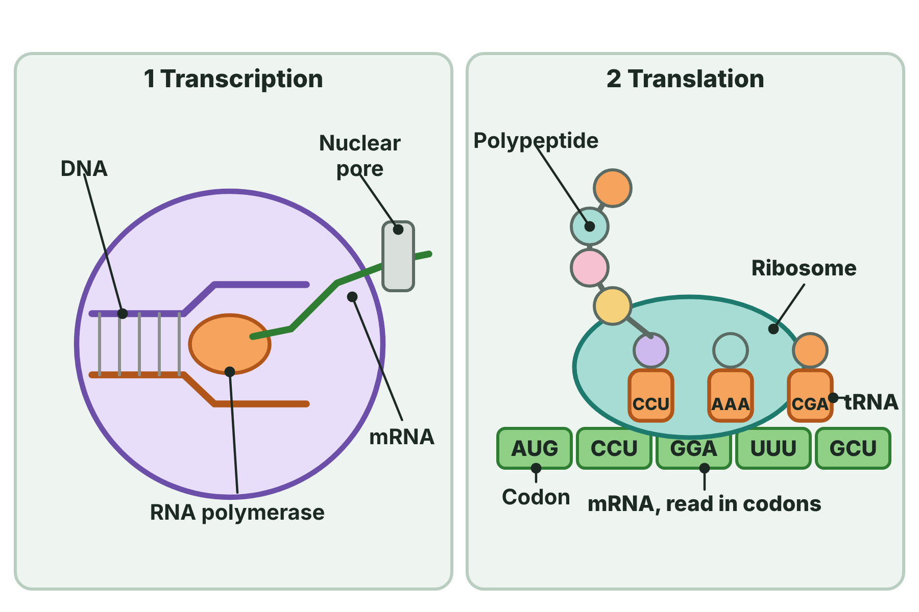 Transcription of a gene into mRNA in the nucleus, and translation of the mRNA into a polypeptide at a ribosome using tRNA.