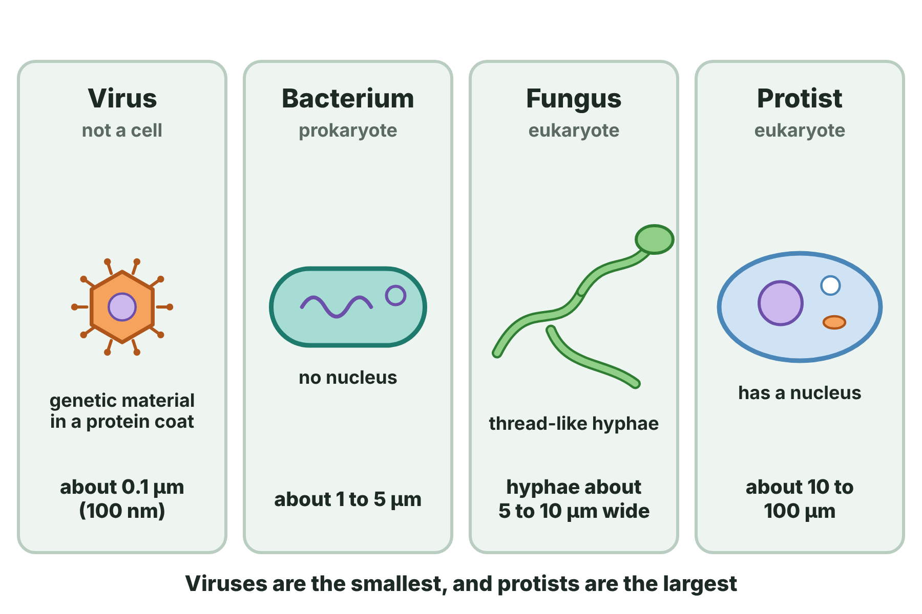 Drawings of a virus, a bacterium, a fungus and a protist, with their sizes.