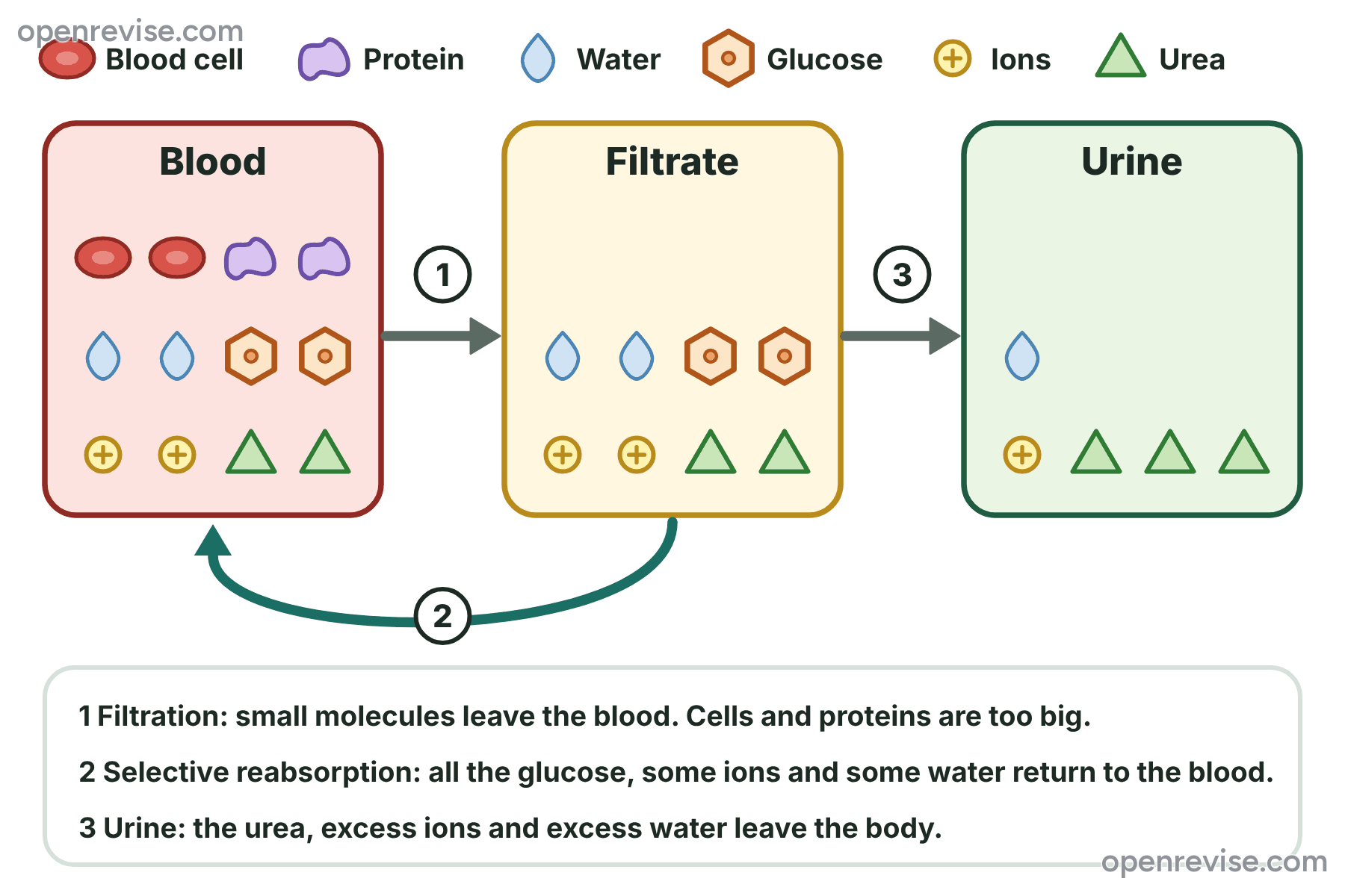 A diagram showing that blood cells and proteins stay in the blood, that water, glucose, ions and urea enter the filtrate, and that glucose and some water and ions return to the blood, leaving urea in the urine.