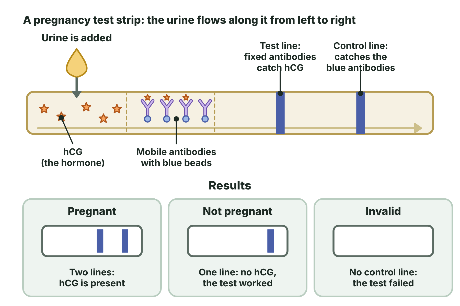 A pregnancy test strip with mobile antibodies, a test line and a control line, and the three possible results.