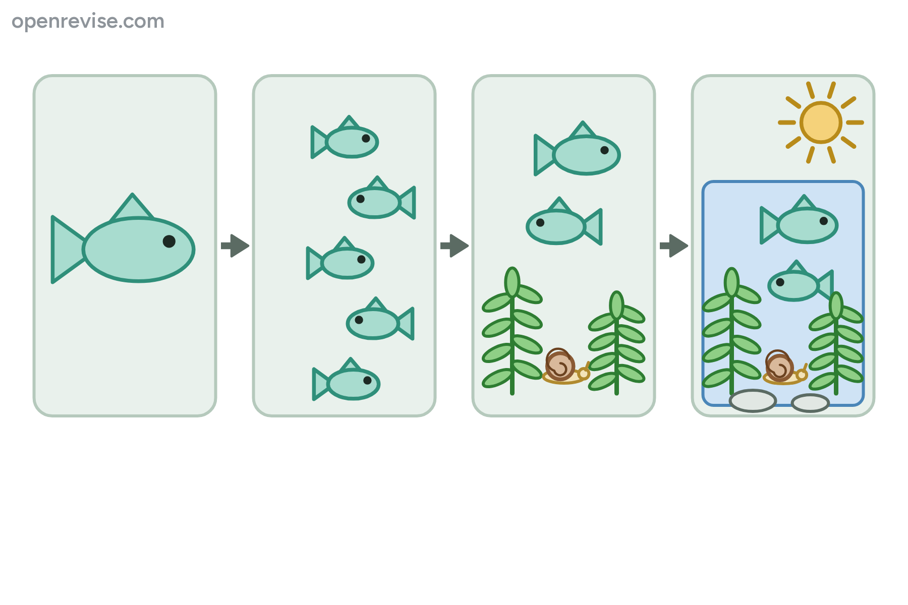 Four panels showing one fish, a group of the same fish, a mixed group of organisms, and a pond with sun and stones, with no labels.