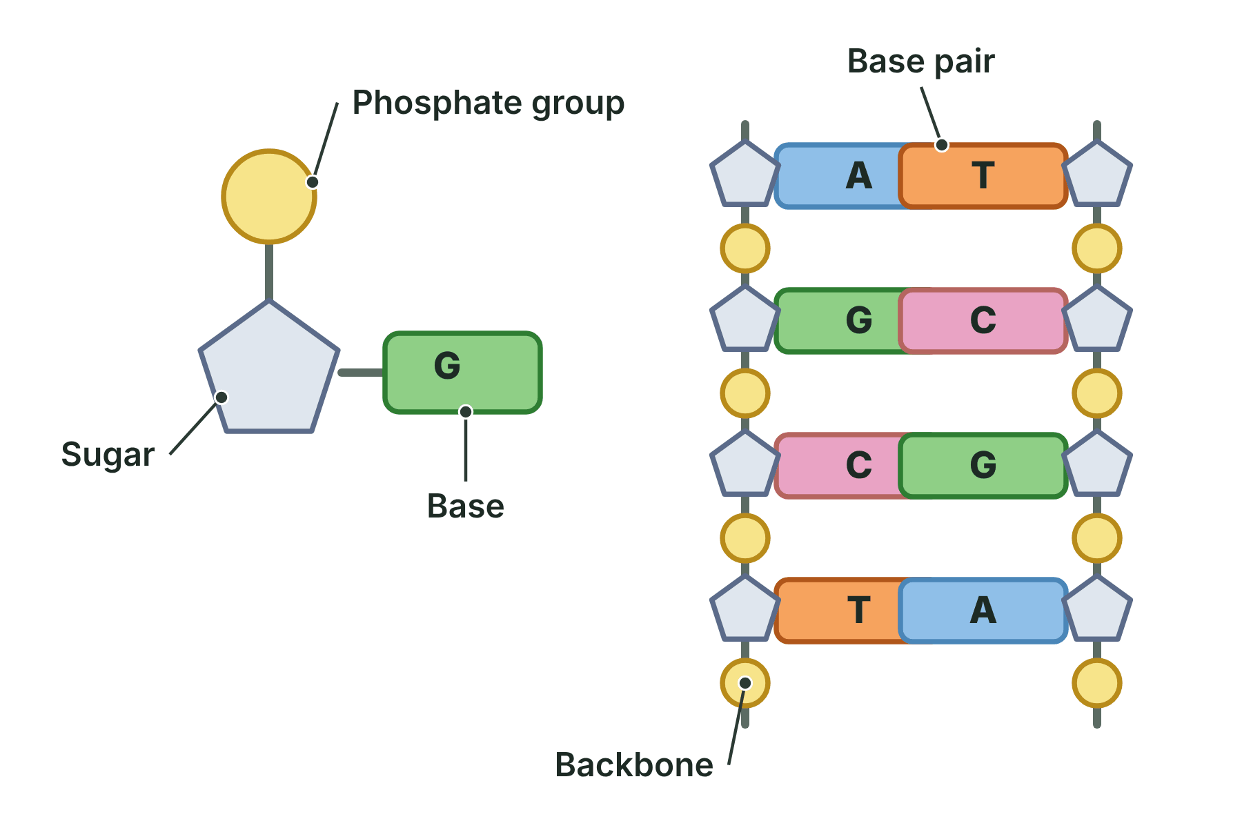 A nucleotide with a phosphate group, a sugar and a base, and a section of DNA with pairs of bases A with T and G with C.