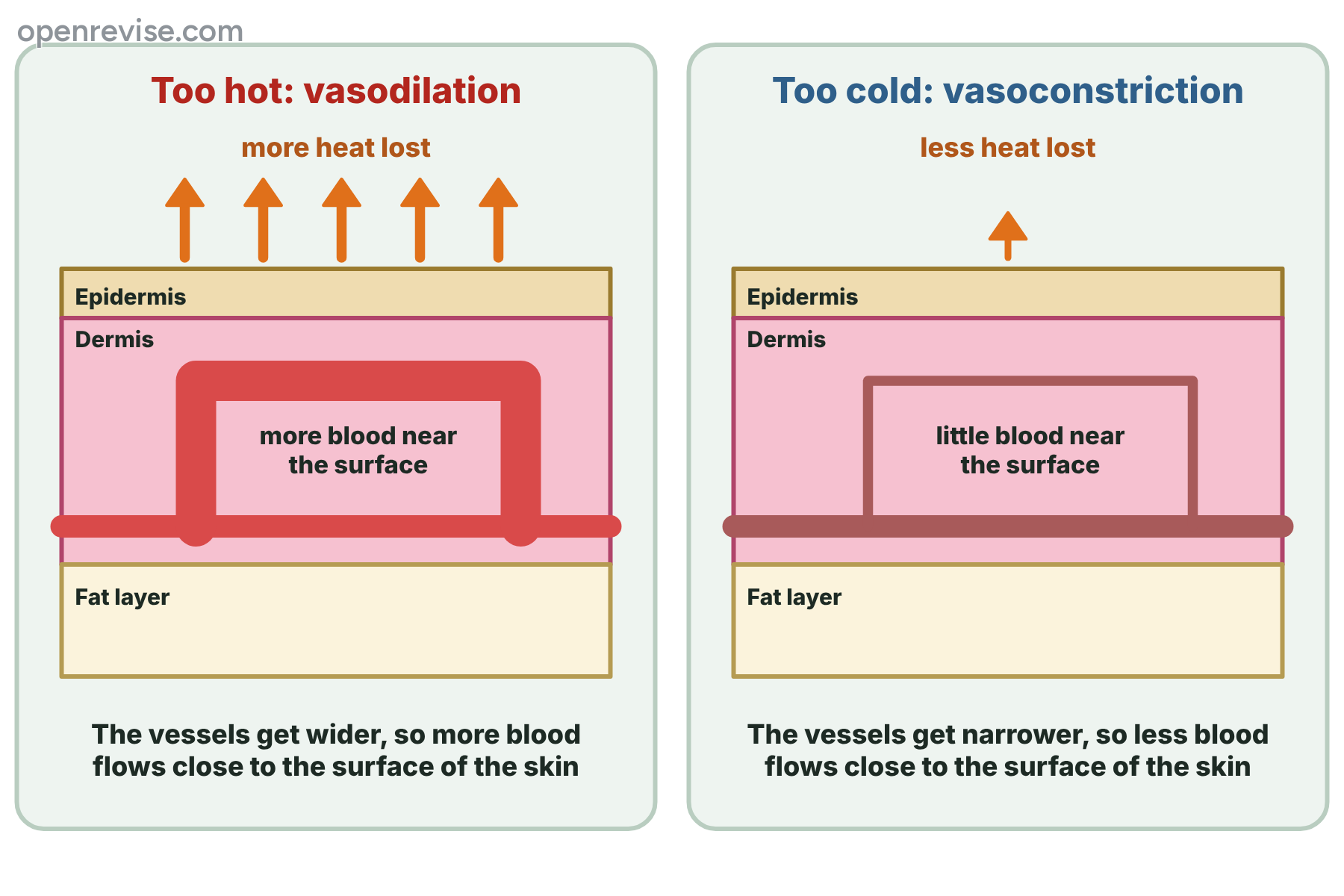 Two cross-sections of the skin, one with wide blood vessels near the surface and more heat lost, and one with narrow blood vessels and less heat lost.