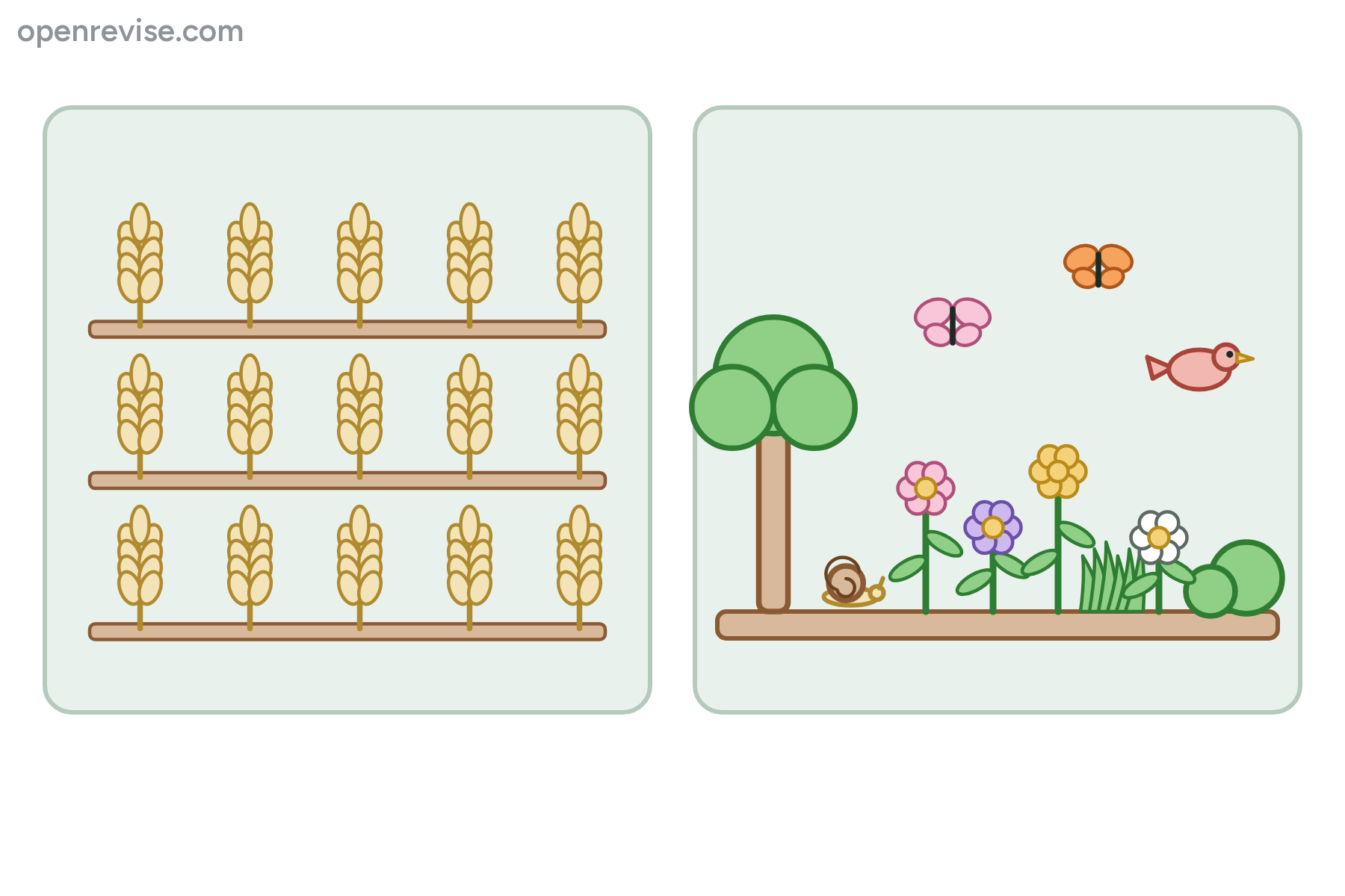 A field of one crop beside a mixed habitat of many plants and animals, with no labels.