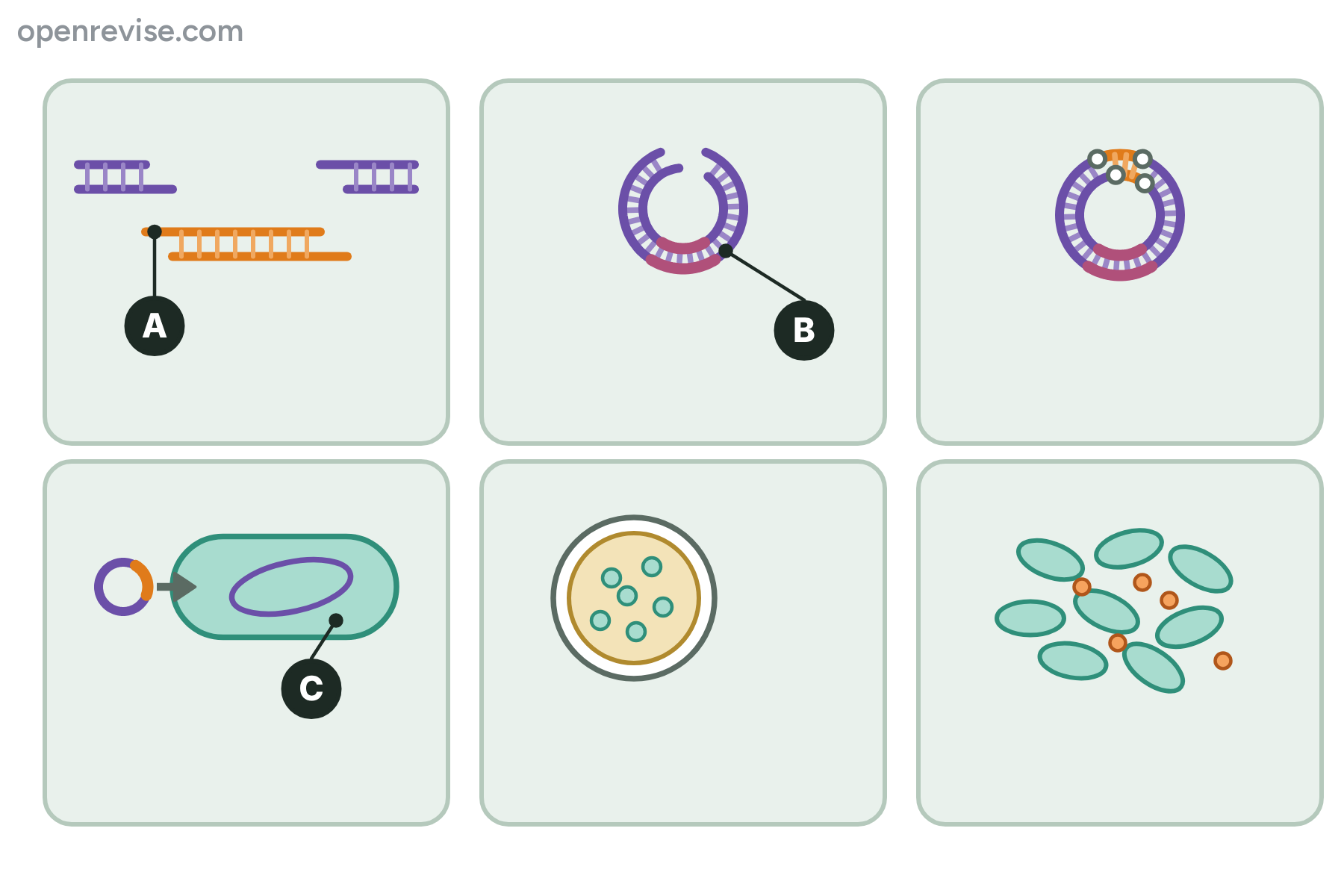 The six-step diagram with a sticky end marked A, a plasmid marked B and a host bacterium marked C.