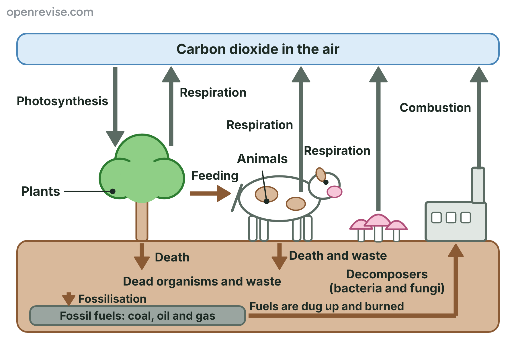 The carbon cycle, with carbon dioxide taken in by plants in photosynthesis, passed to animals by feeding, released by respiration, decay and combustion, and stored in fossil fuels.