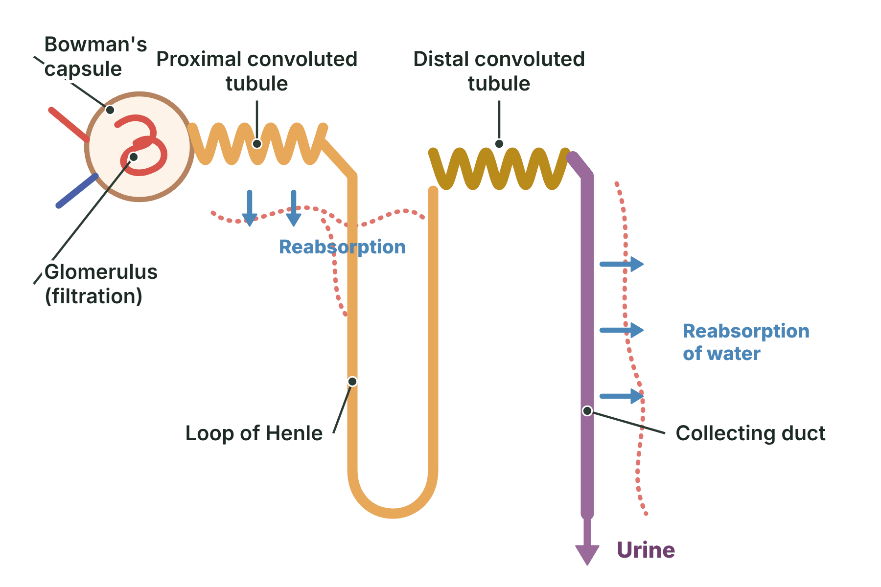 A nephron showing the Bowman's capsule, glomerulus, proximal and distal convoluted tubules, loop of Henle and collecting duct, with filtration, reabsorption and urine marked.