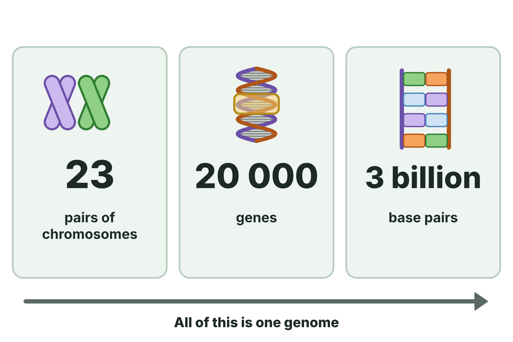 Three panels showing the human genome has 23 pairs of chromosomes, about 20 000 genes and 3 billion base pairs.