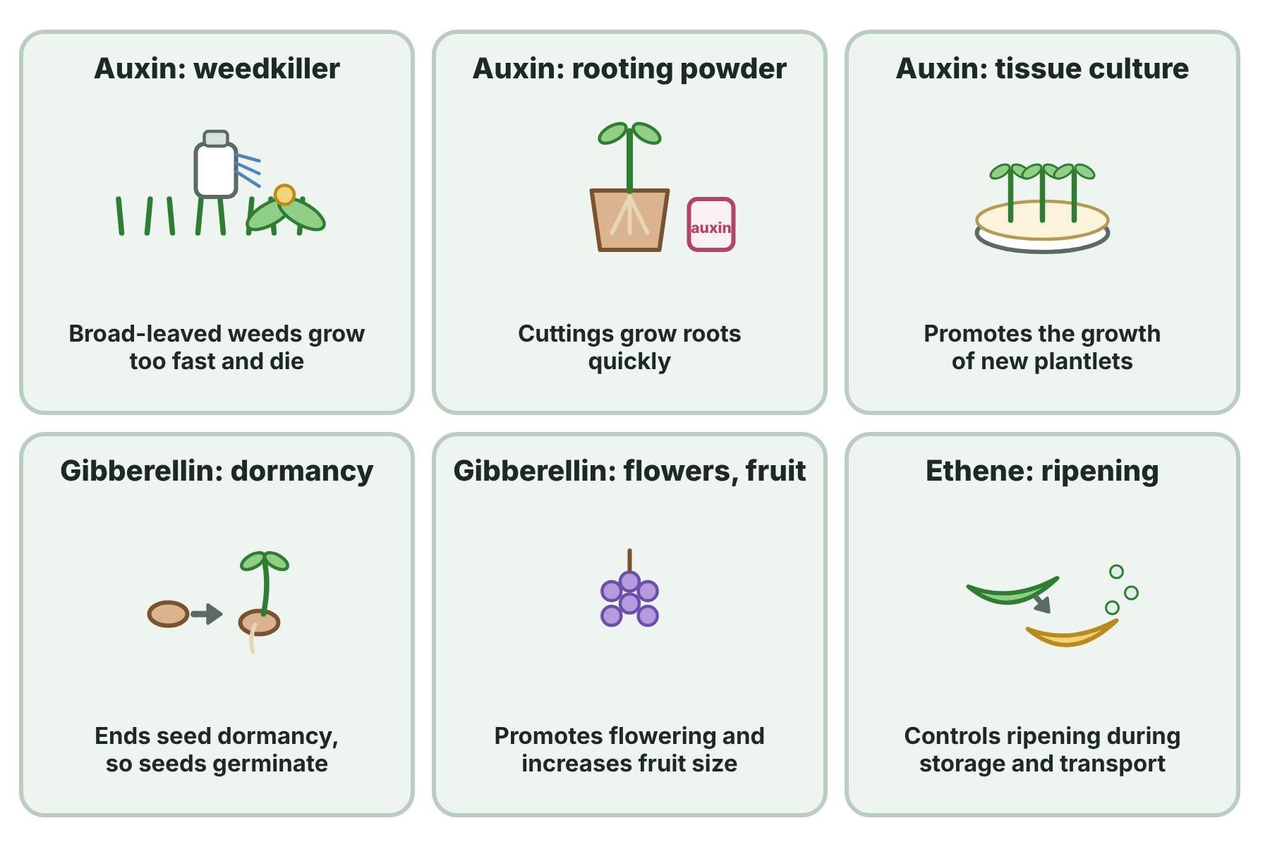Uses of plant hormones: auxin as a weed killer, in rooting powder and in tissue culture, gibberellin to end seed dormancy and to increase fruit size, and ethene to control ripening.
