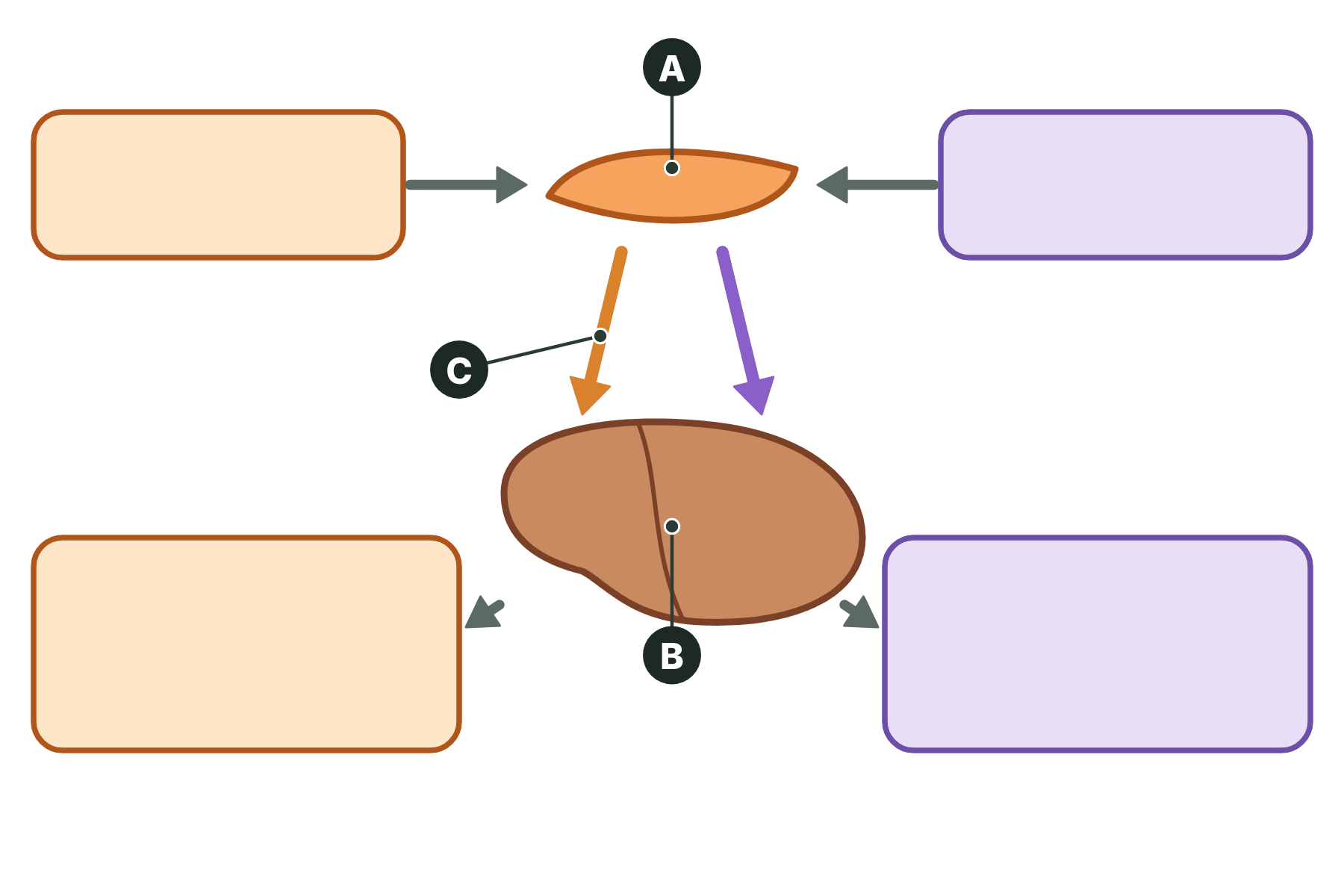 The blood glucose diagram with three parts marked A, B and C.