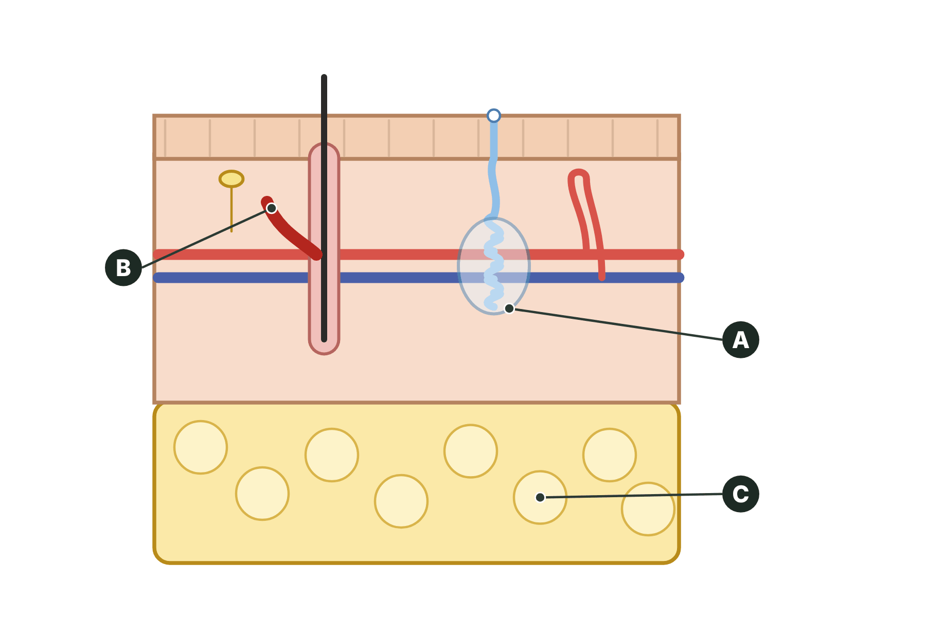 A section through the skin with three parts marked A, B and C.