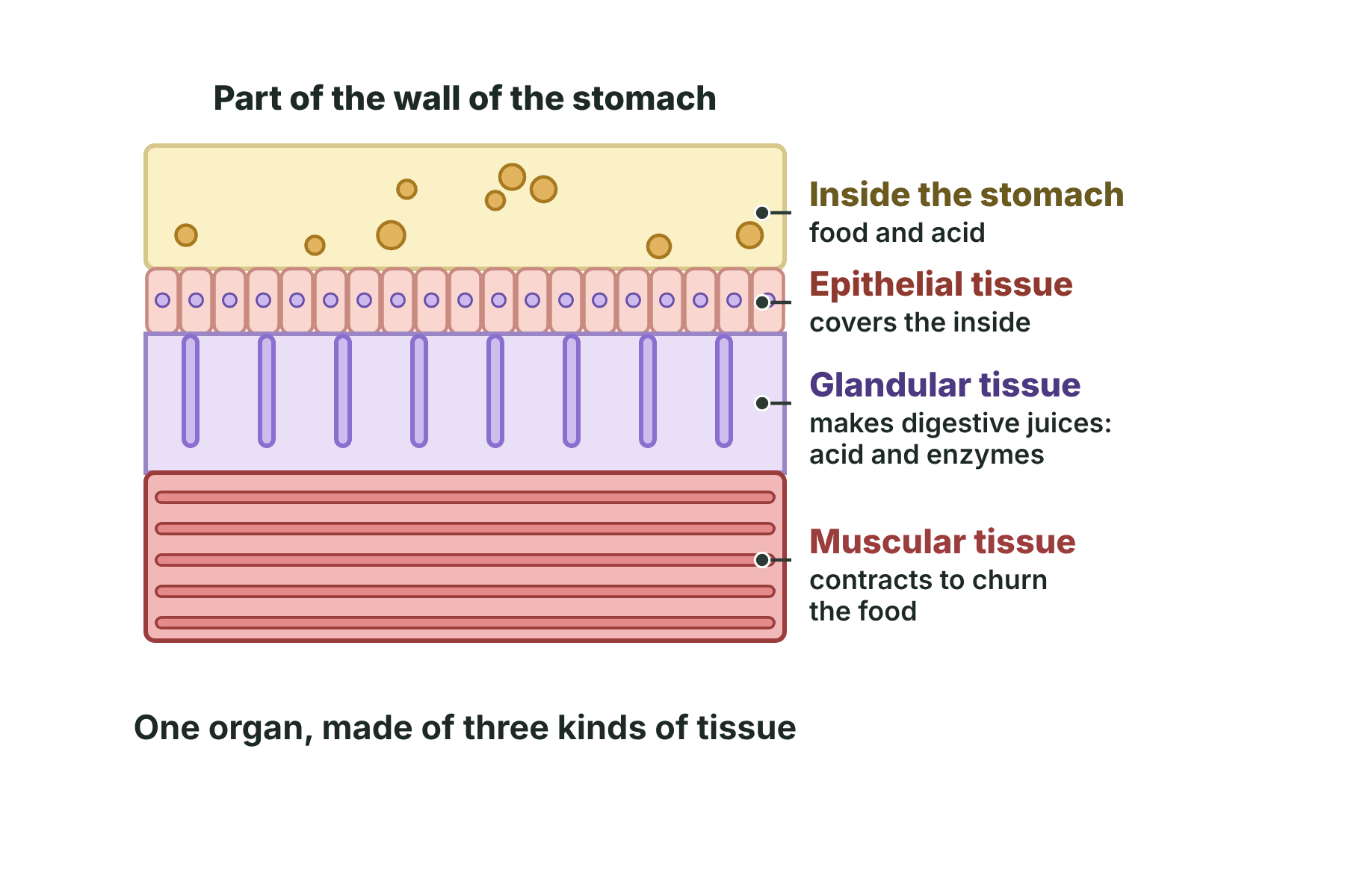 A cross-section of the stomach wall showing a layer of epithelial tissue, a layer of glandular tissue and a layer of muscular tissue.