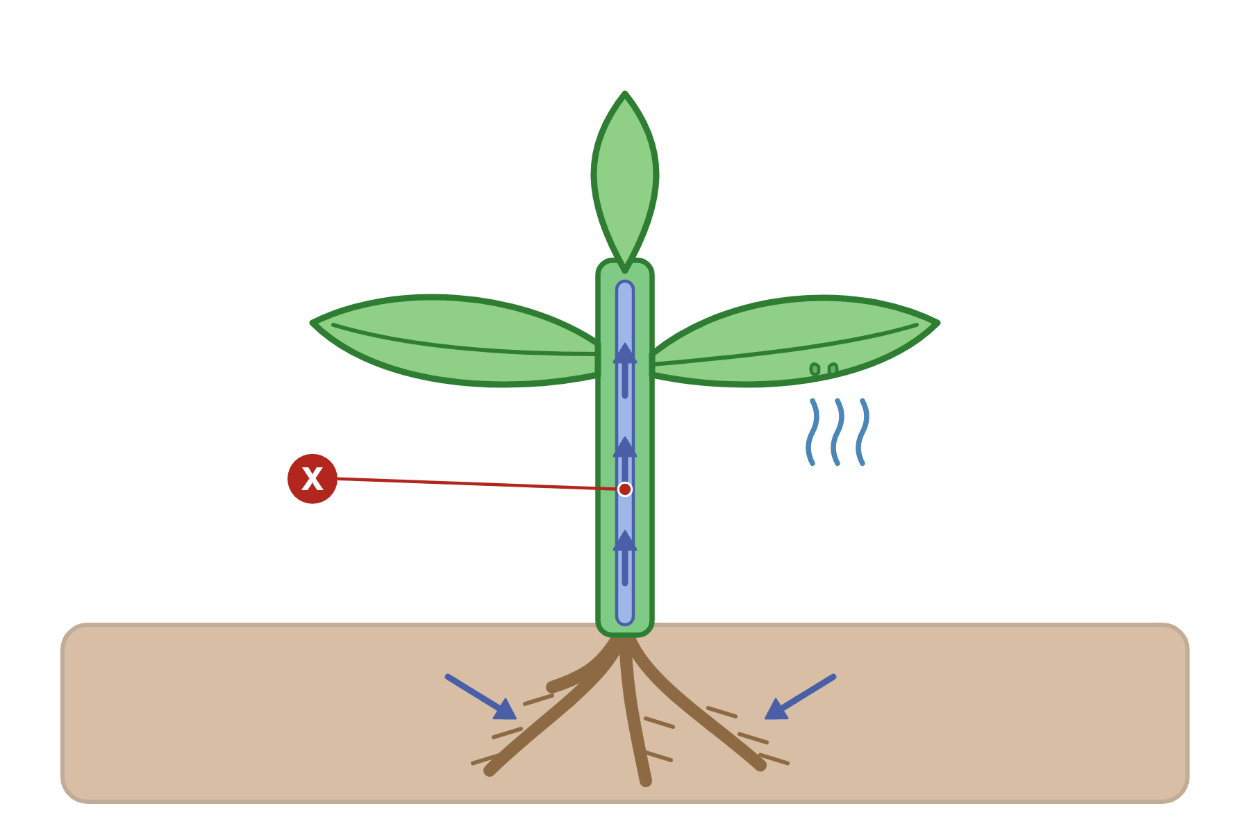 A plant with a pointer marked X to the xylem in the stem.