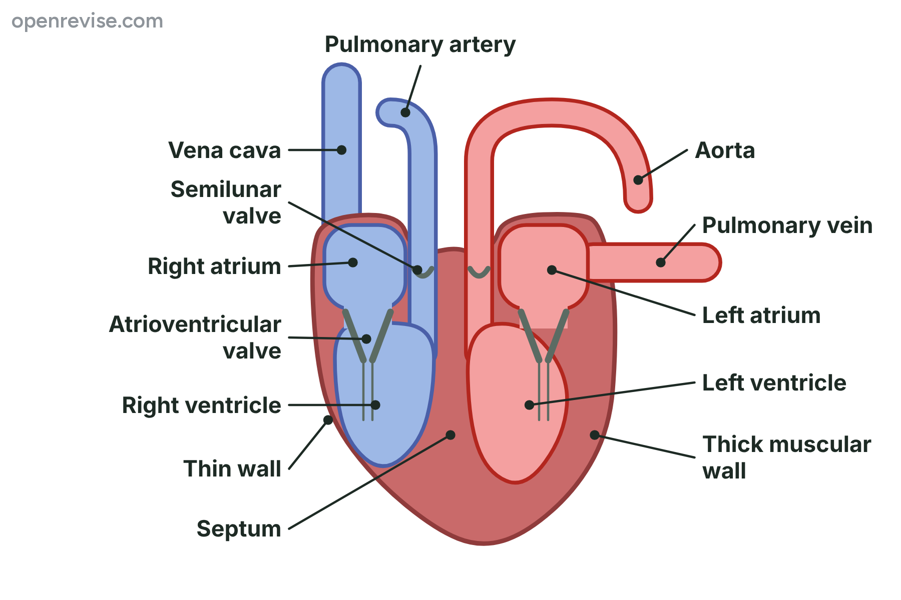 The heart in section, showing the four chambers, the valves, the septum, the vena cava, the pulmonary artery, the aorta and the pulmonary vein, with a thin wall on the right ventricle and a thick wall on the left ventricle.