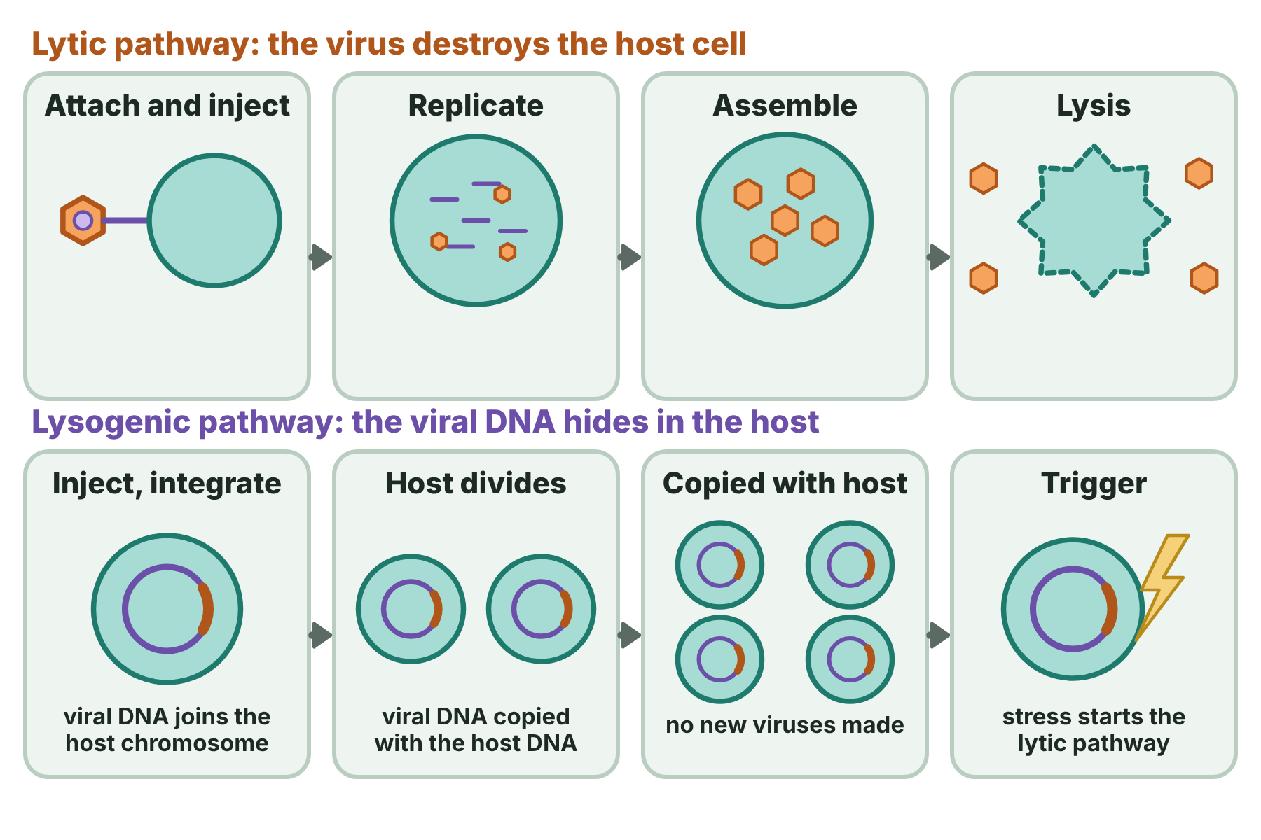 Two rows of four steps showing the lytic pathway of a virus, with the host cell bursting, and the lysogenic pathway, with viral DNA joined into the host chromosome and copied.