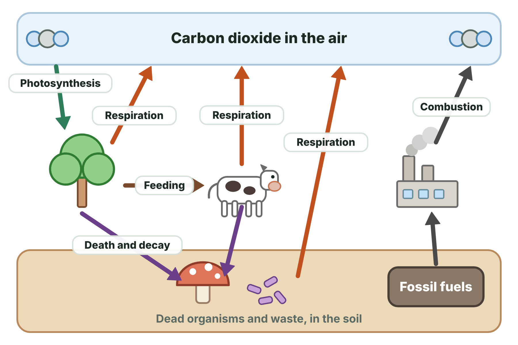 The carbon cycle, showing photosynthesis taking carbon dioxide from the air into plants, feeding passing carbon to animals, respiration, death and decay and combustion returning carbon dioxide to the air.