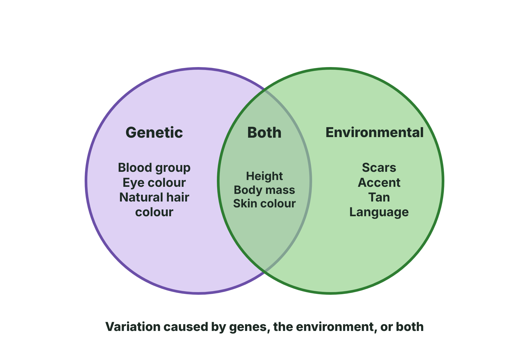 A Venn diagram of genetic, environmental and combined causes of human variation with examples in each part.