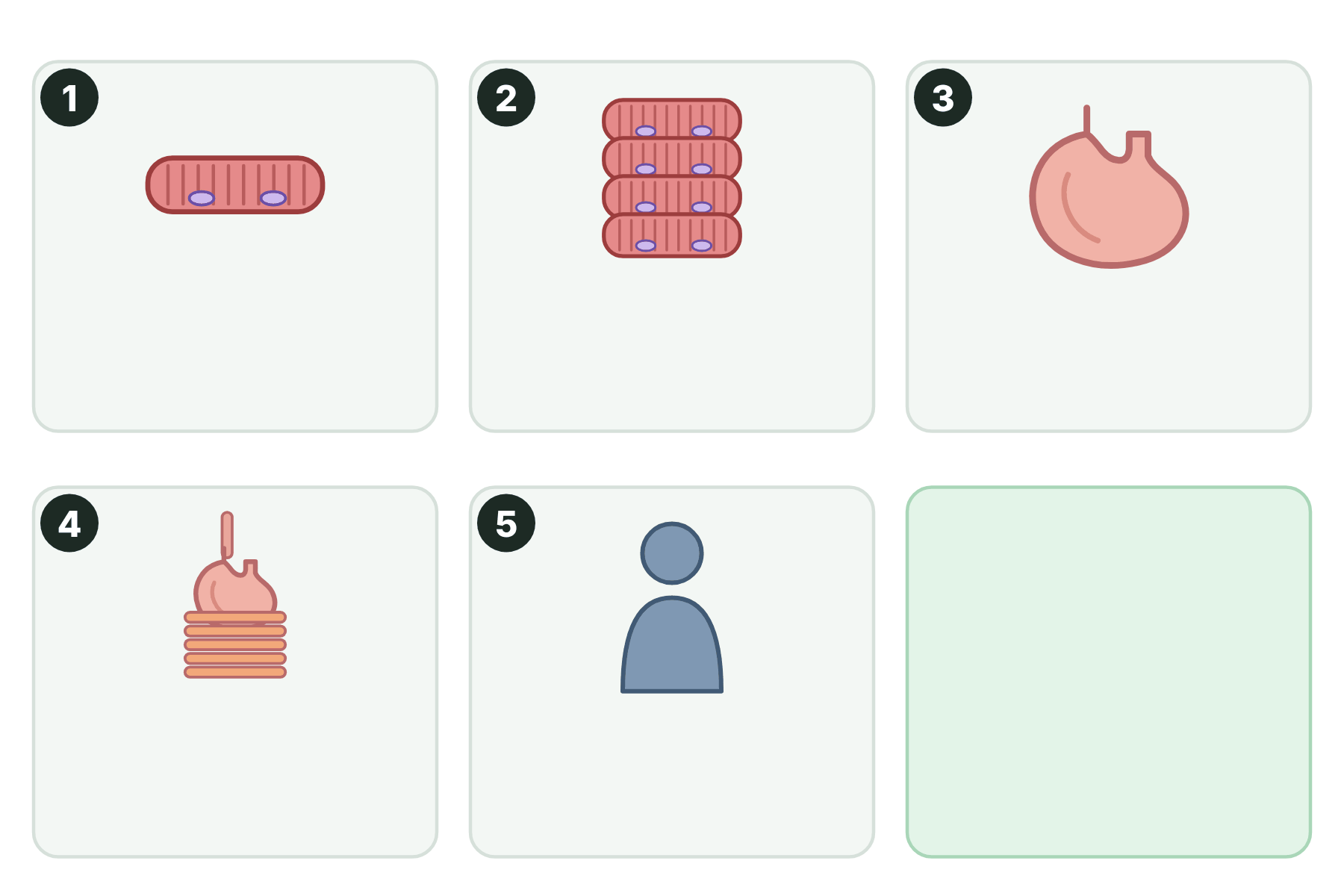 Five numbered pictures from a single cell to a whole human with no labels.