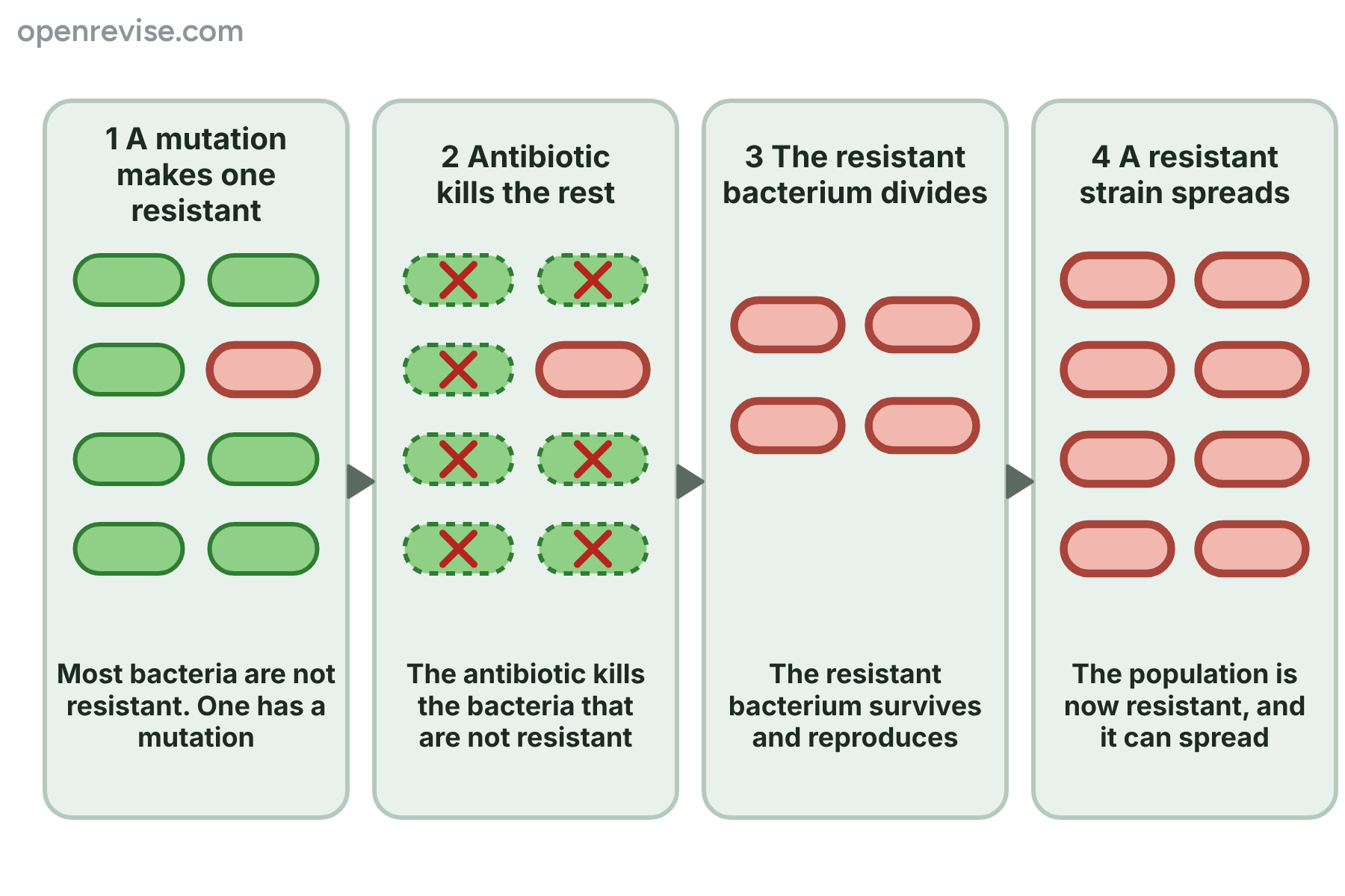 Bacteria in which a single resistant bacterium survives an antibiotic and reproduces, so the whole population becomes resistant.