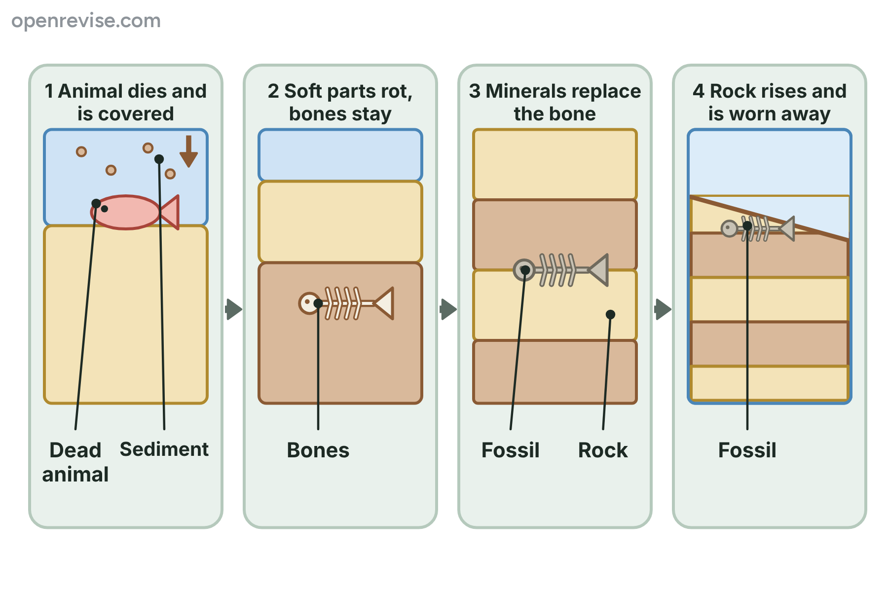 Four stages in the formation of a fossil: a dead animal covered by sediment, the soft parts rotting, minerals replacing the bone and the rock being worn away to expose the fossil.
