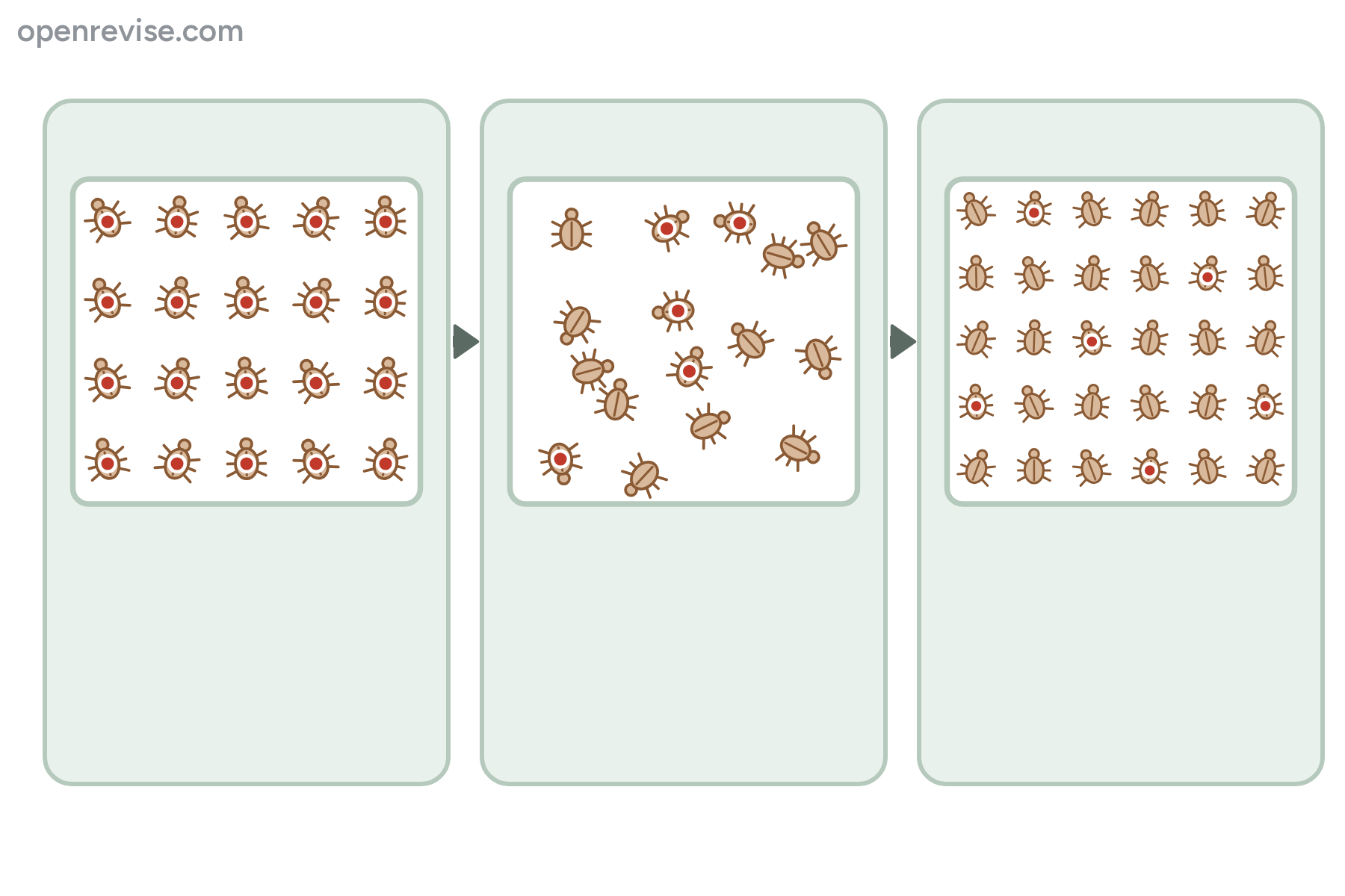 Three stages of capture-recapture shown with beetles, with no labels.