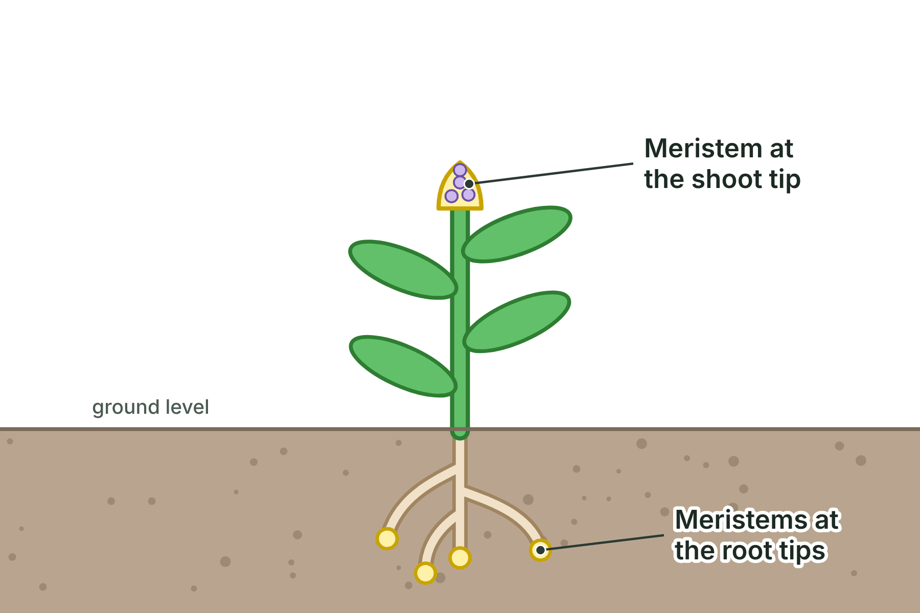 A plant with the meristem at the shoot tip and the meristems at the root tips labelled.