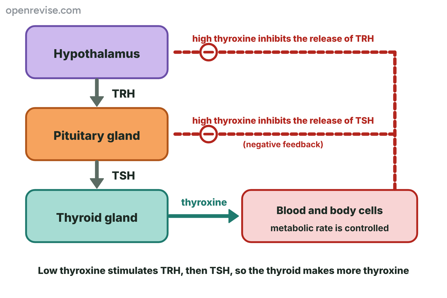 The hypothalamus releases TRH, which stimulates the pituitary gland to release TSH, which stimulates the thyroid gland to make thyroxine, and a high level of thyroxine inhibits both TRH and TSH.