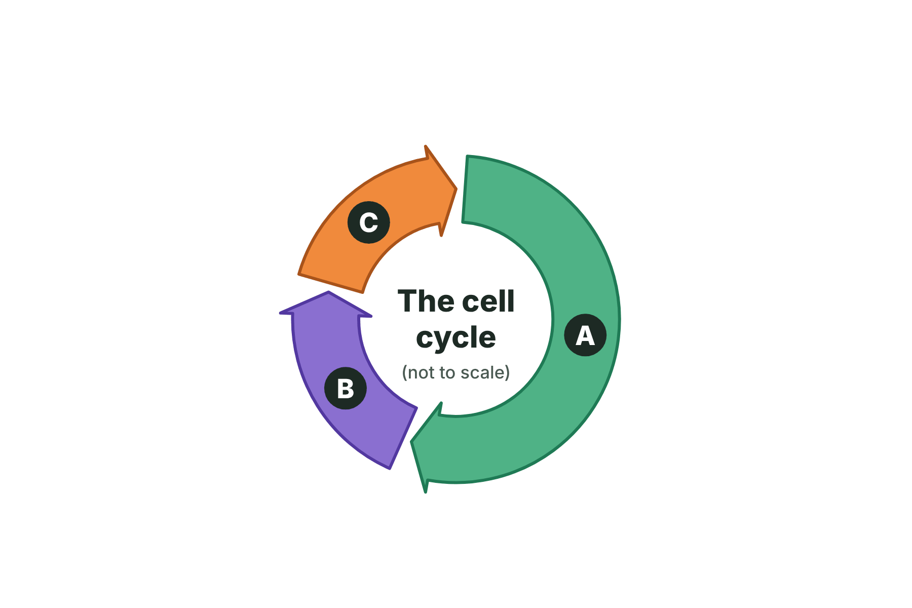 The cell cycle ring with the three stages marked A, B and C.
