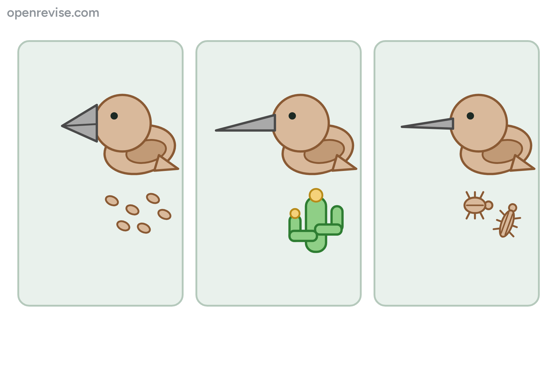 Three finches with different beaks and their foods, with no labels.