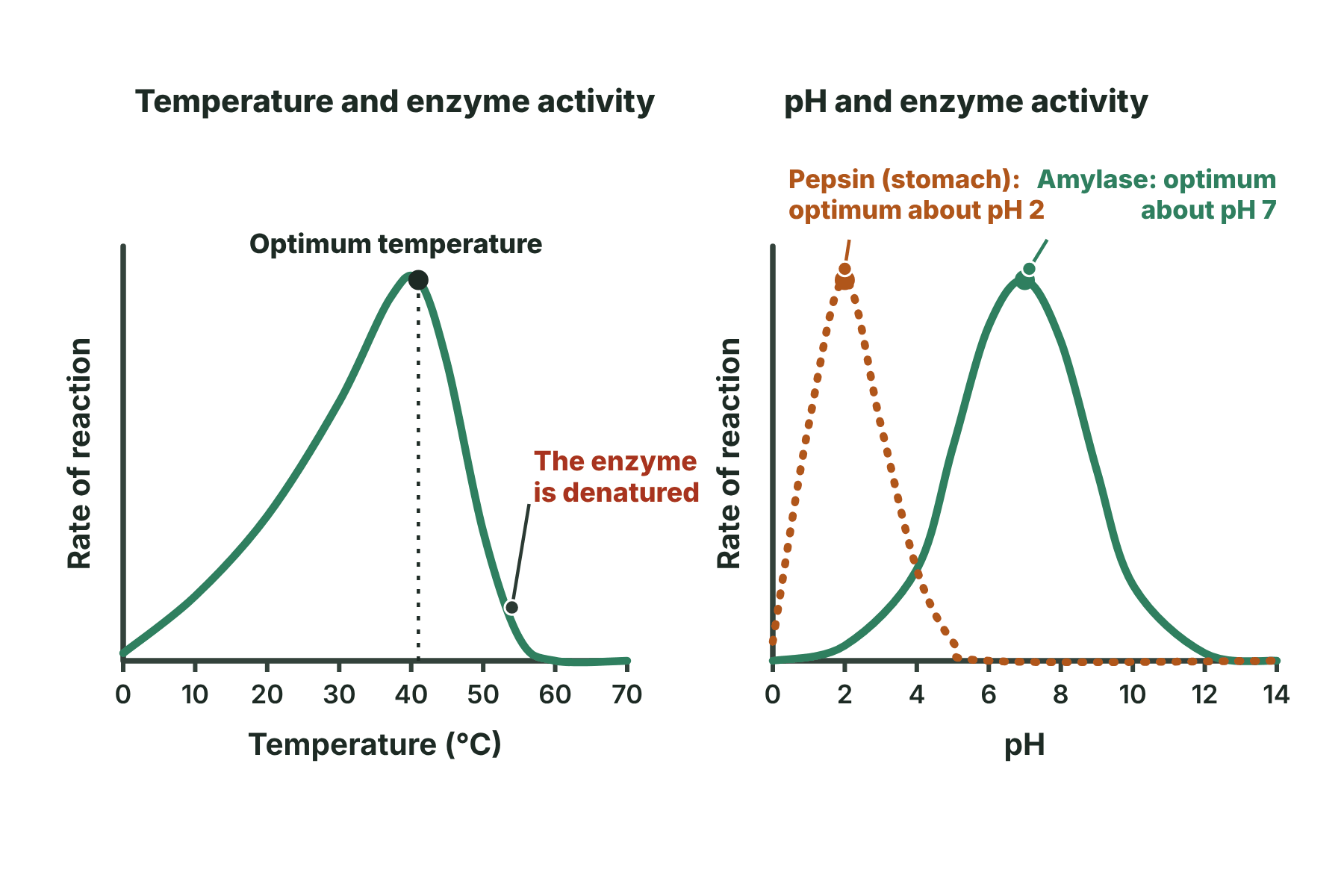 A temperature graph with an optimum at about 40 degrees and a pH graph with one peak at pH 2 for pepsin and another at pH 7 for amylase.