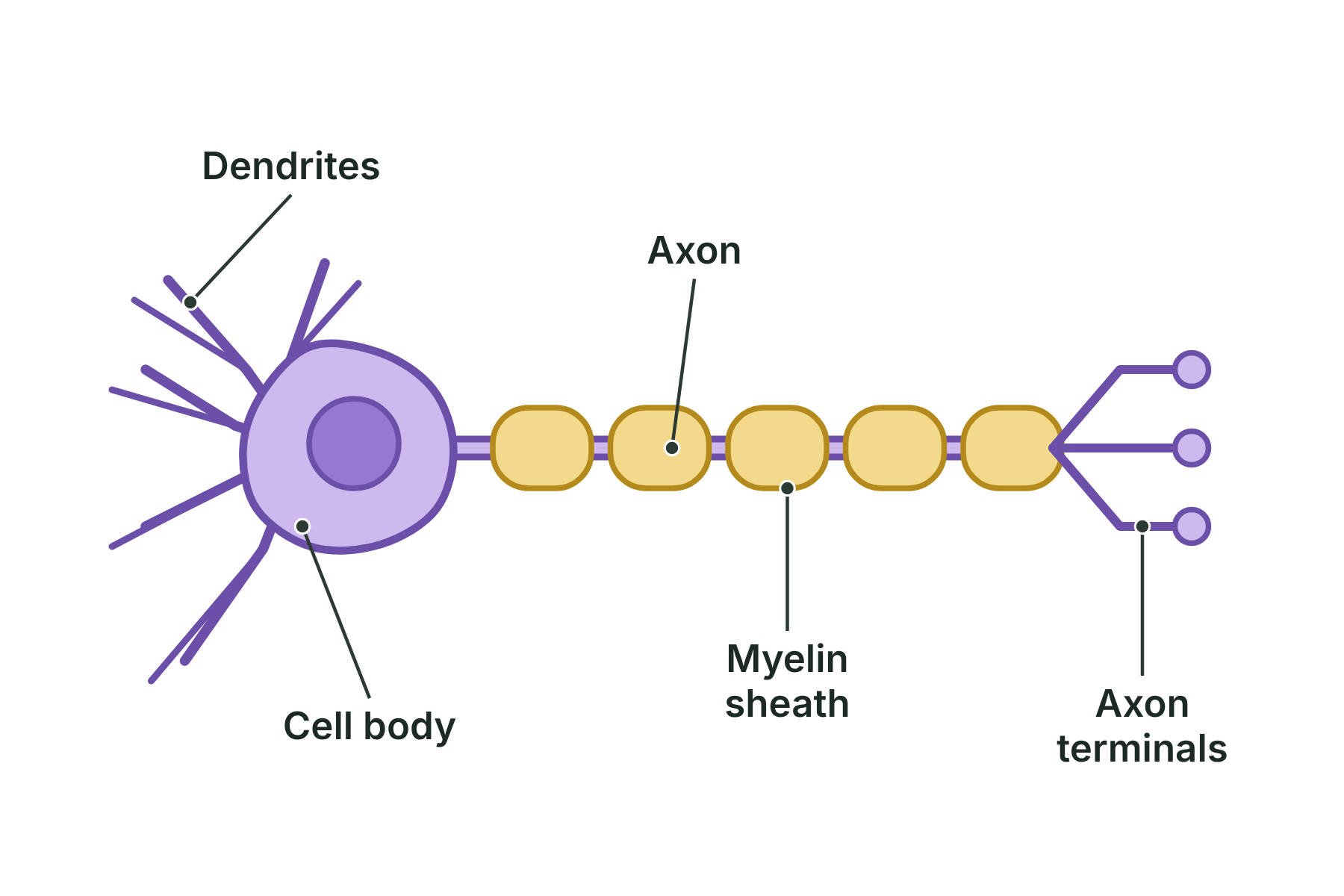 A nerve cell with dendrites, a cell body, a long axon covered in myelin sheath, and axon terminals labelled.