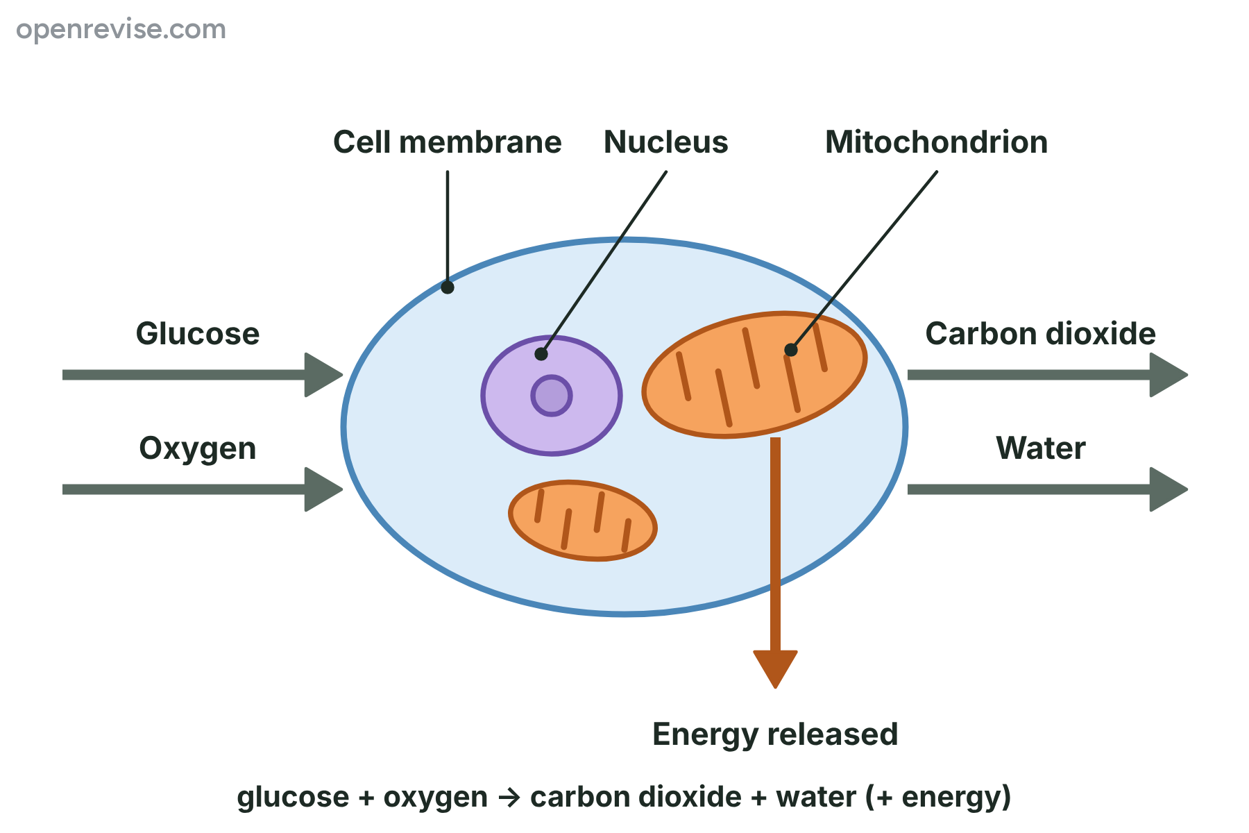 A cell with a nucleus and mitochondria, with glucose and oxygen going in, carbon dioxide and water coming out and energy released from a mitochondrion.