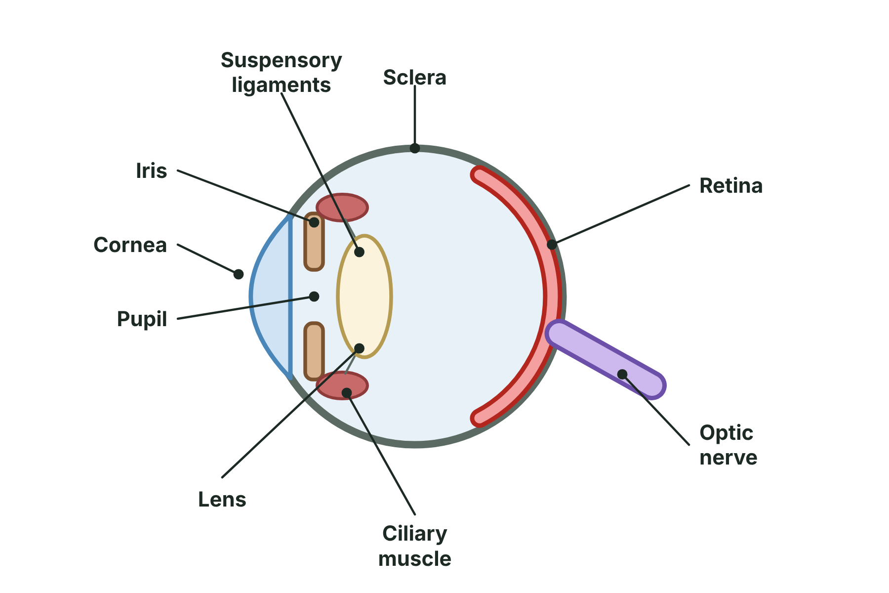 A cross-section of the eye with the cornea, iris, pupil, lens, retina and optic nerve labelled.